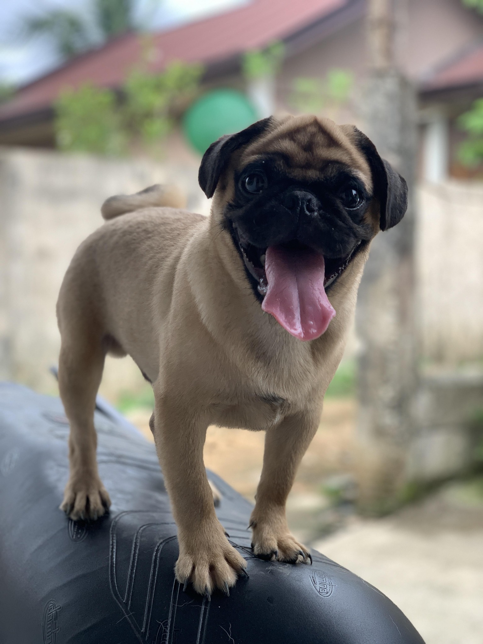 Cld Luna Dee