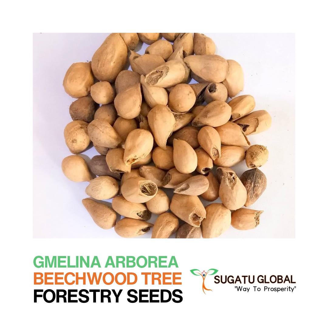 Sugatu - Gmelina arborea Seeds (White Teak / Gamhar) Gmelina arborea ...