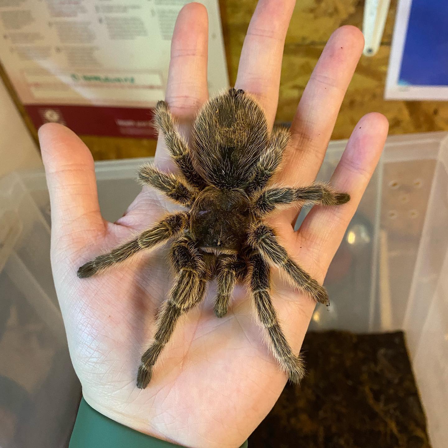 Photo inspiration: Visual Reference: Our Chilean Rose Tarantula Https Linktr Ee Snakesaliveuk