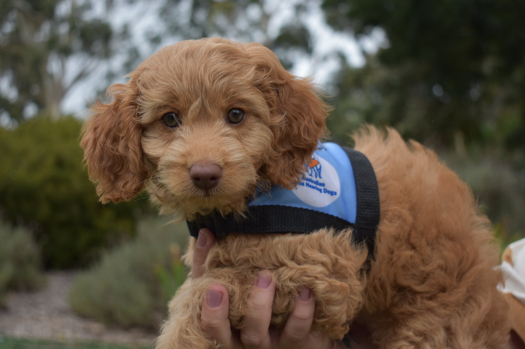We welcome this gorgeous... - Australian Lions Hearing Dogs