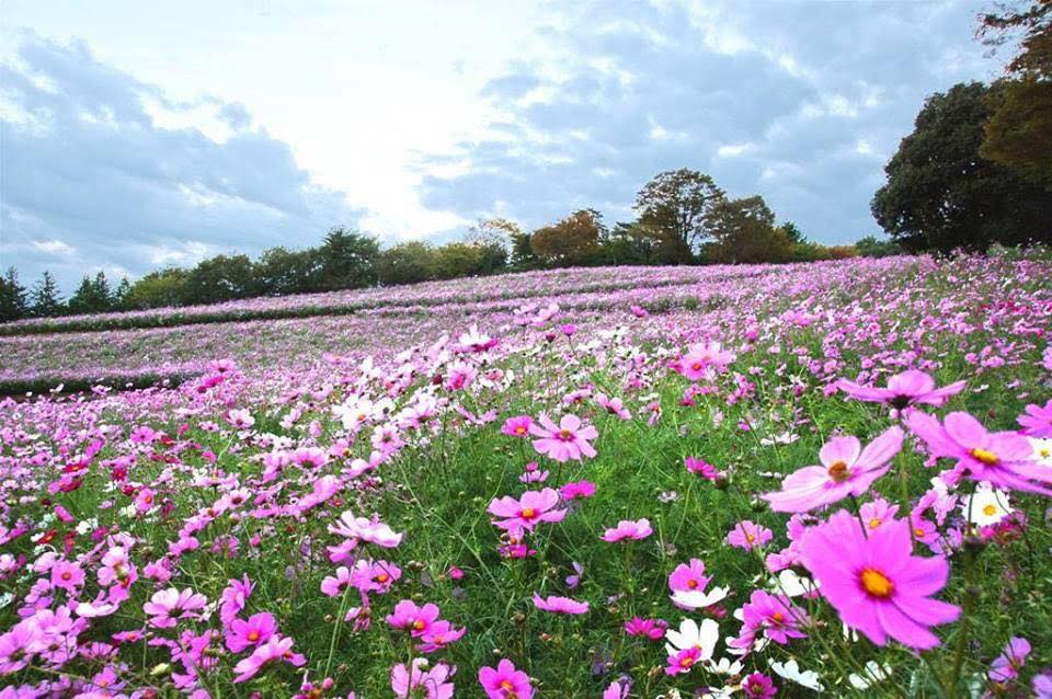 Điện Hoa Cam Ranh-hoa tươi thảo nguyên