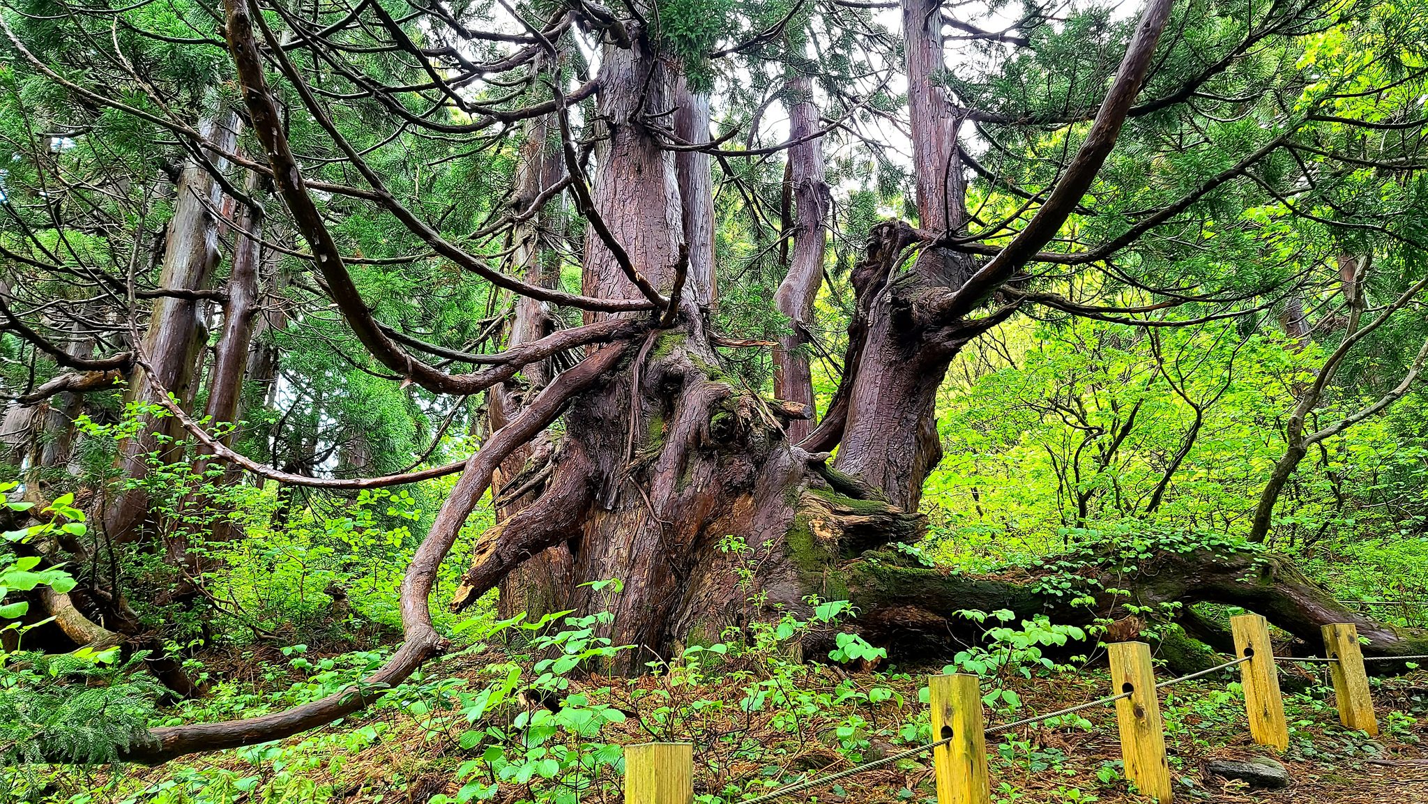 【Hiking】 Enjoy a leisurely... - Sado Tourism Association