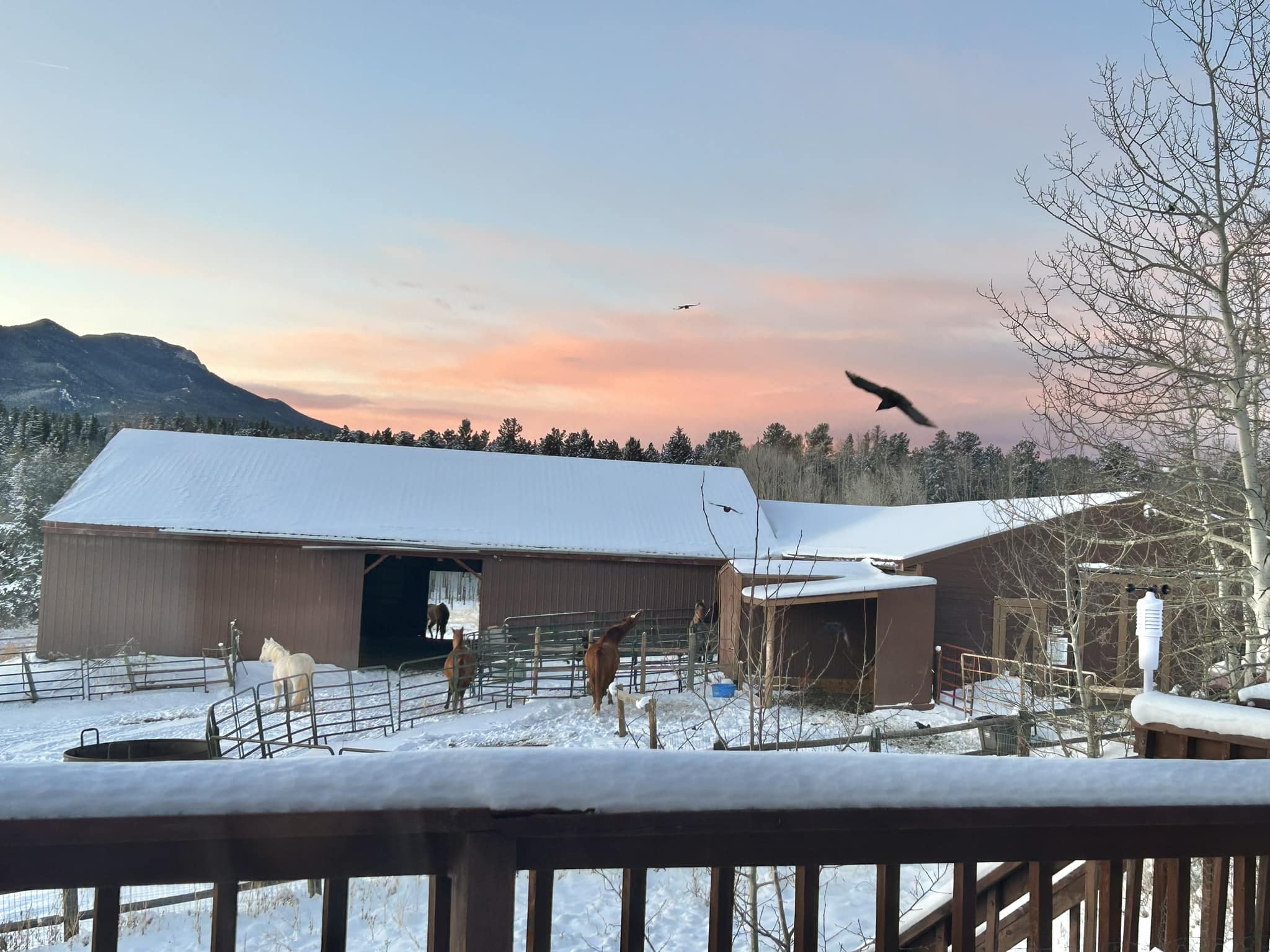 Rising Sun Ranch / Horse Boarding / Horse Motel | Nederland CO