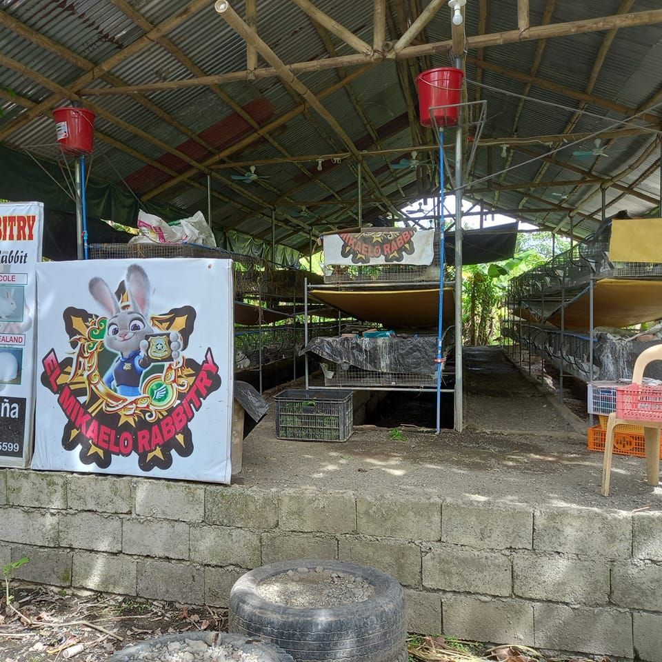 Available rabbit 🥩🥩🥩 #organicfarming El Mikaelo Integrated farm and ...