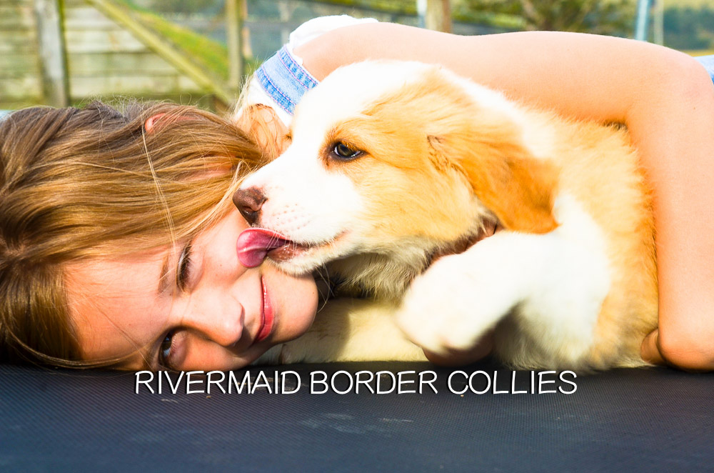 Emerald Park BorderCollies - The Copulatory Tie. This may be a little ...