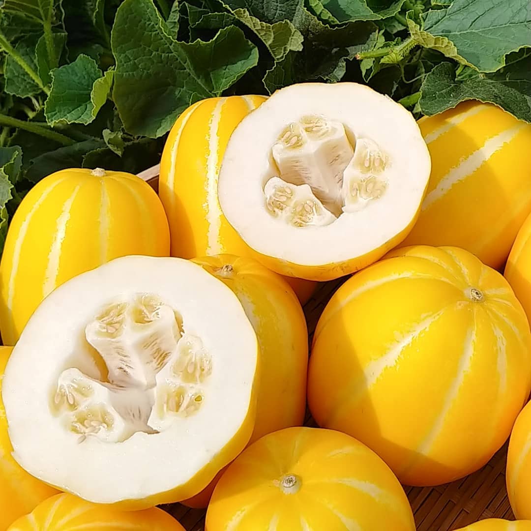 다음 주 영양 간식 달콤한 참외 어떠세요? GAP인증, 대상... - believemebelievefood
