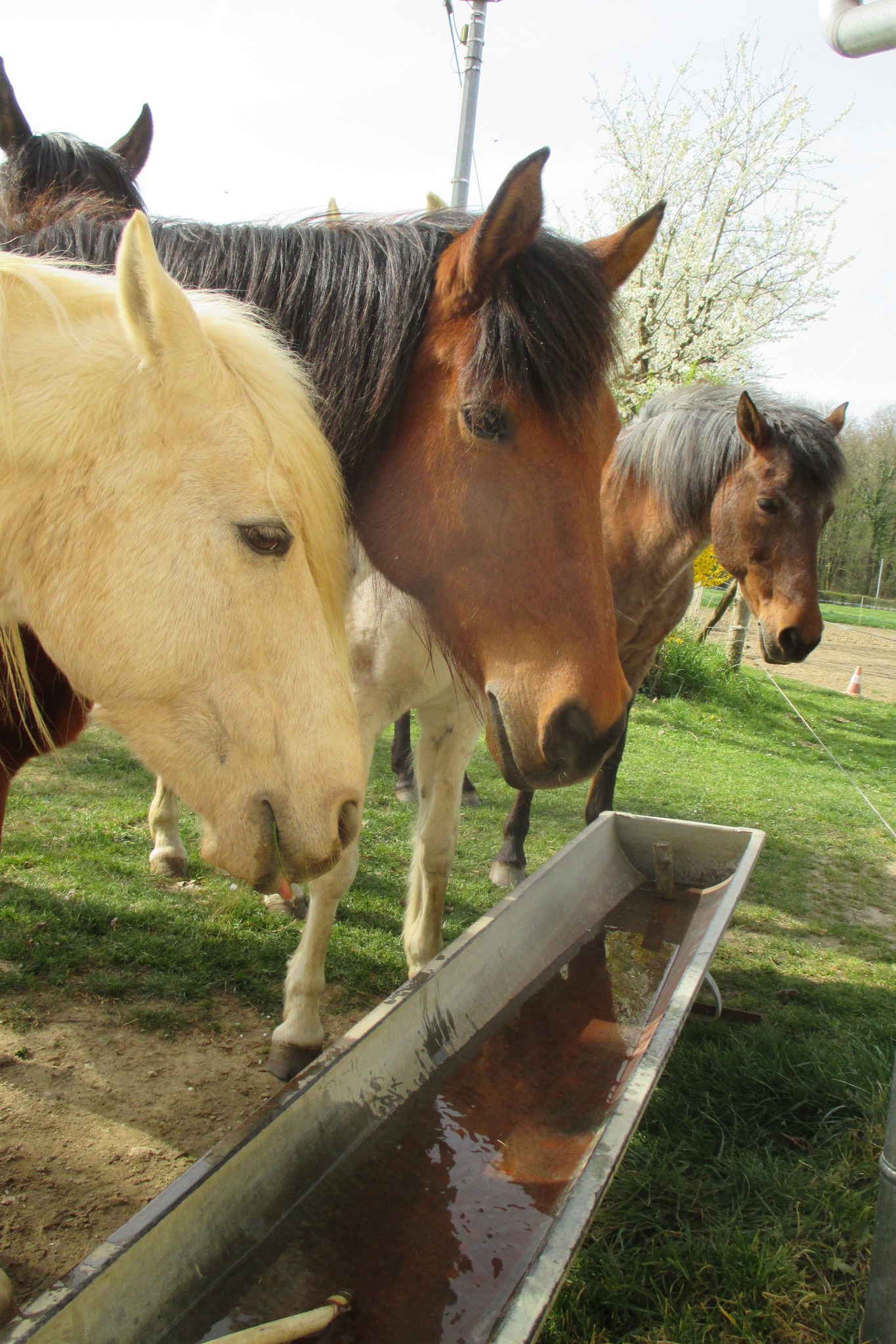 Ranch du Foussat | Un petit reportage sur la ferme équestre, merci RMJ ...