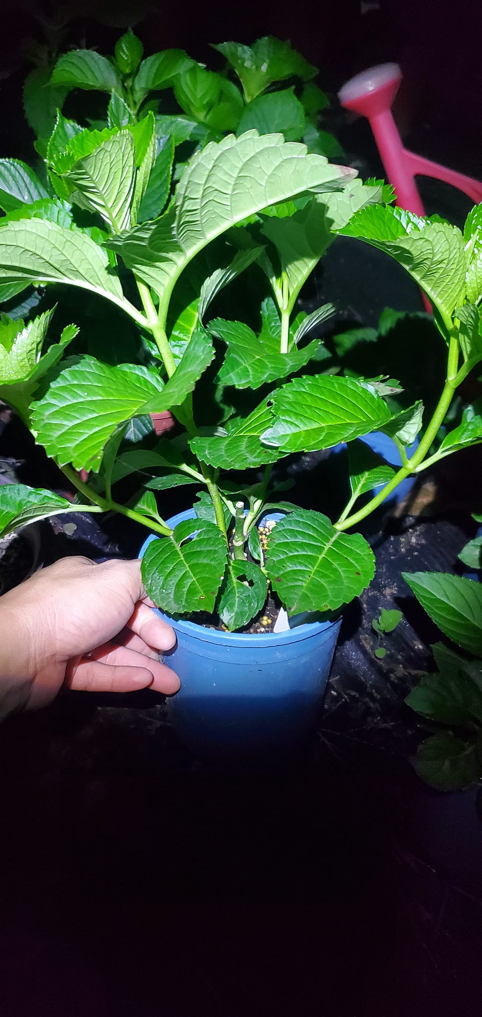瘋繡球 | 好朋友四月底帶來的三吋一盆一百塊的單球花，我想大家都不陌生這種單球花的常見非常多，挑選的時候我個人不... | Facebook