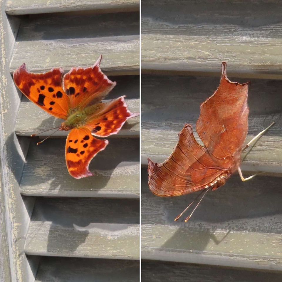 The Naturalist's Notebook - “Ed Grew found this question mark butterfly ...