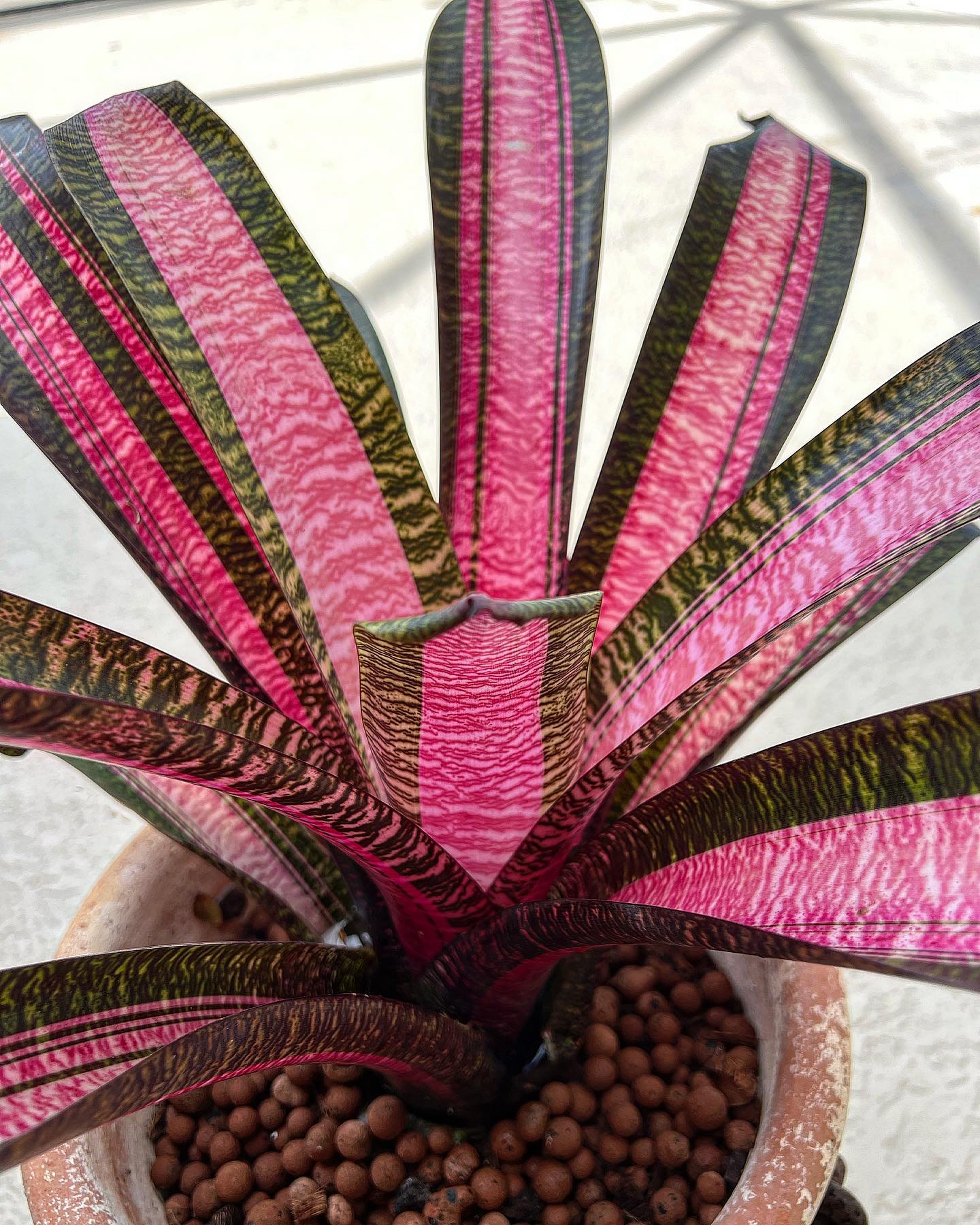Vriesea x Zebra hybrid plant from Hawaii