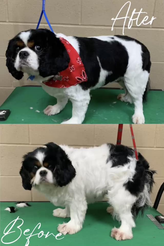 Hooves and Paws Pet Hospital Home