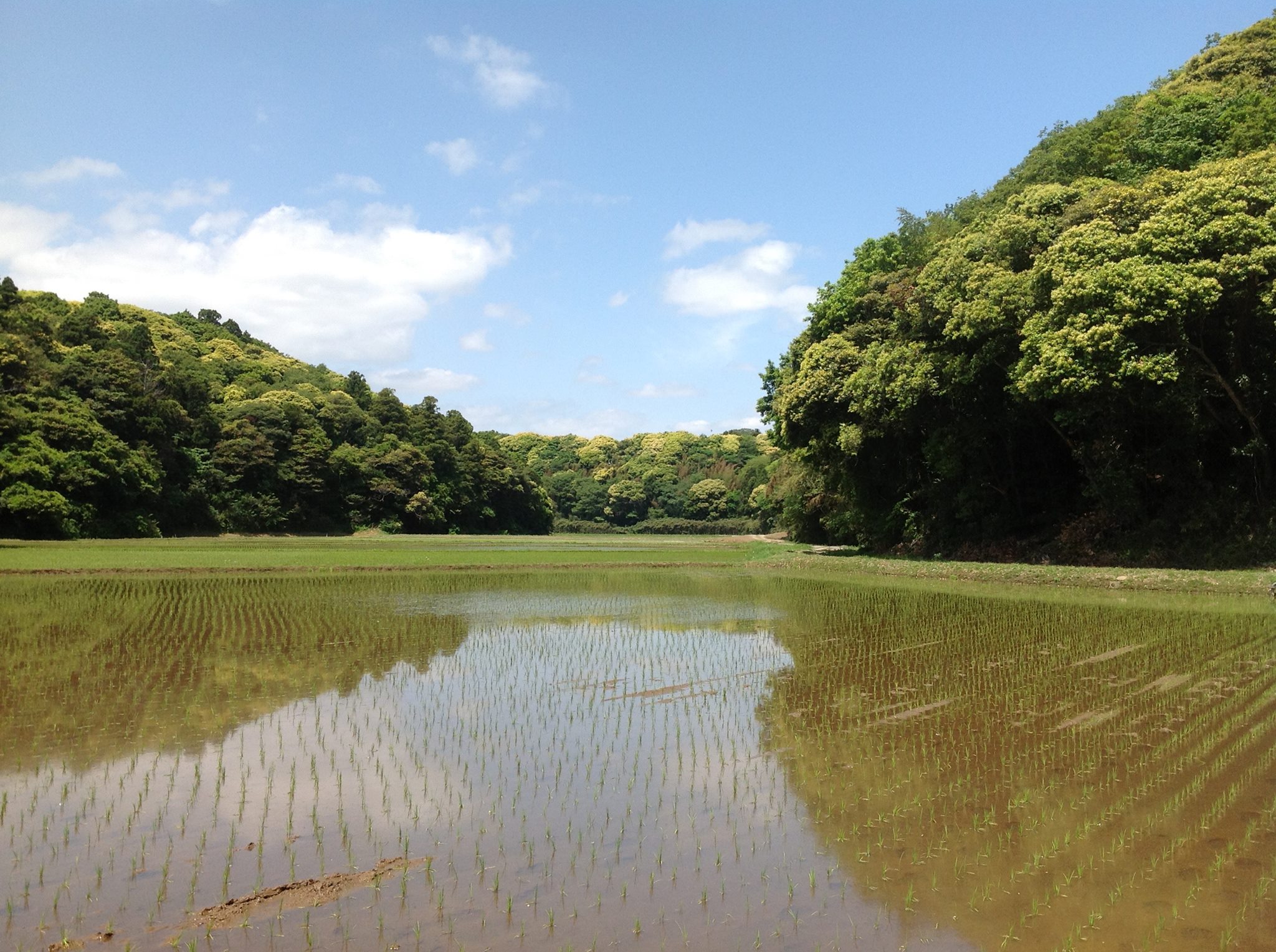田んぼの脇から滾々と湧水が出ています。これは一つの地点としては大きい部類だと思われます。このような小さな湧水が集まり、谷津田、さらには牛久沼や ...