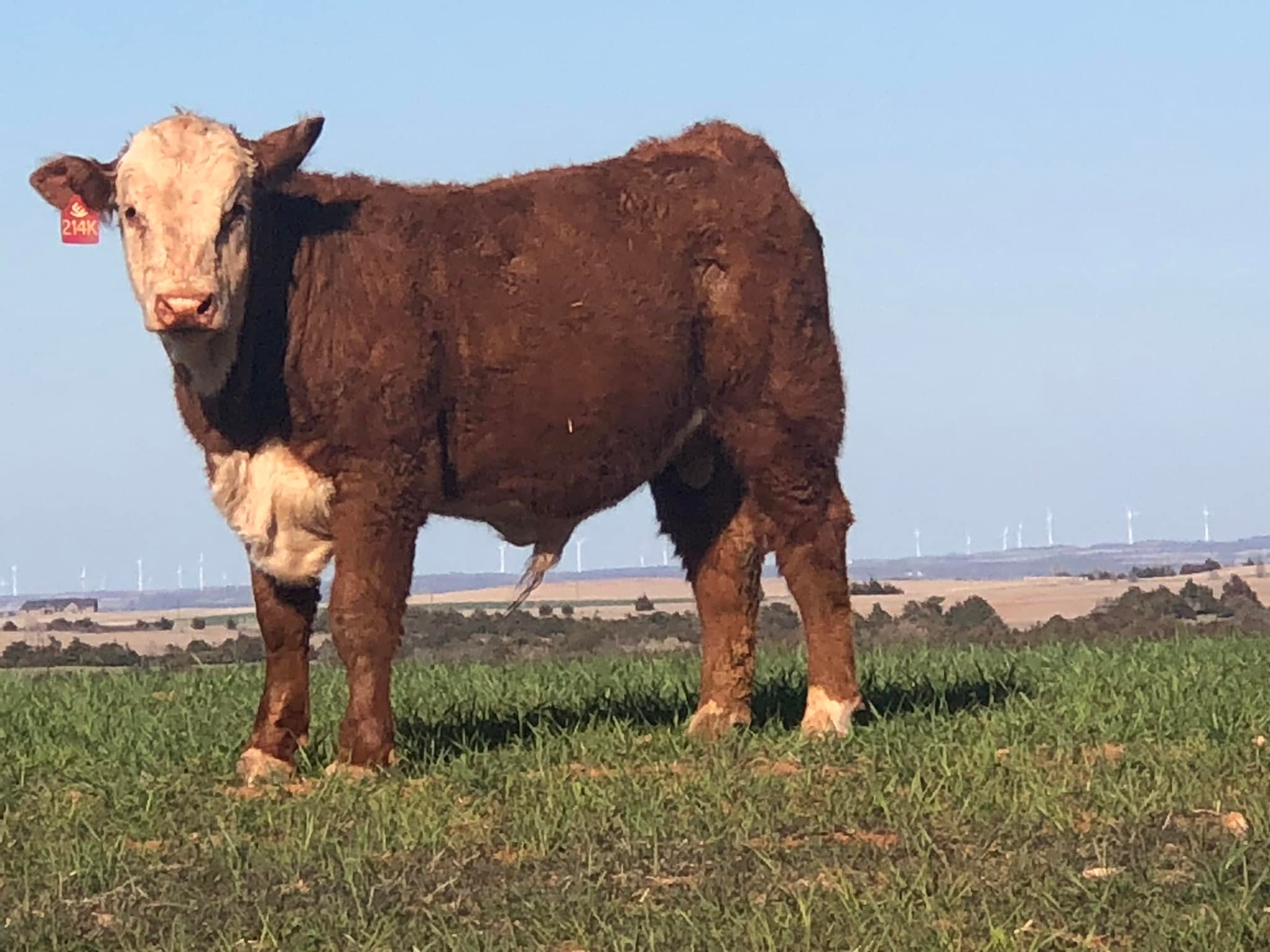 Square G Ranch | Putnam OK