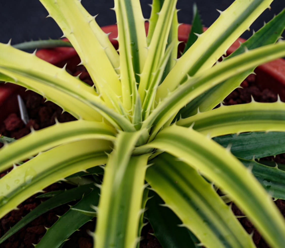 Dyckia Collection and Care Discussion