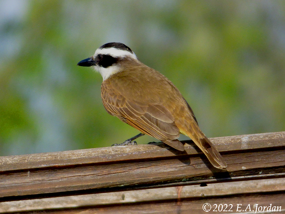 Mes oiseaux