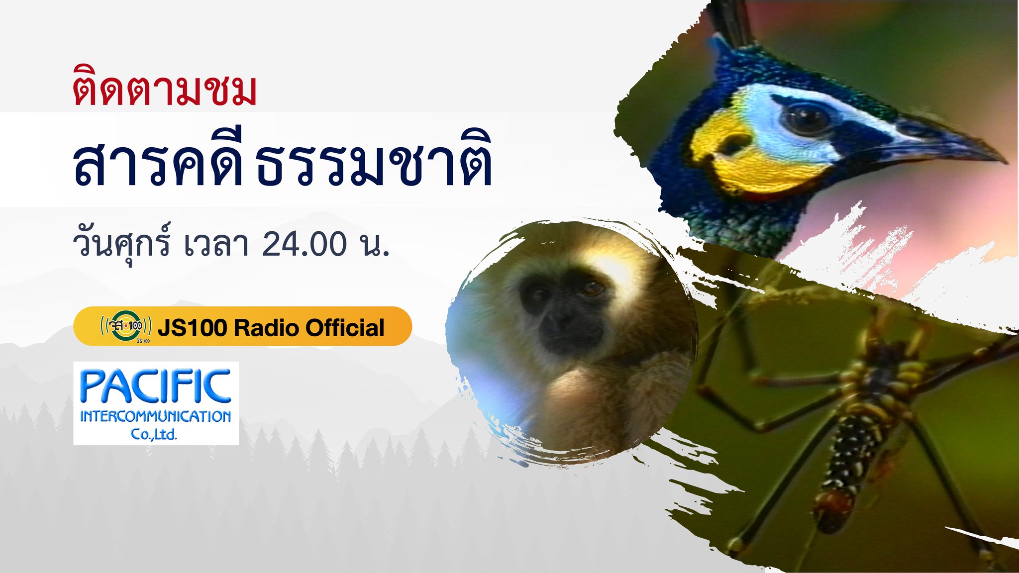 JS100 Radio - #นกยูง เป็นนกที่มีความสวยงามชนิดหนึ่งของโลก...