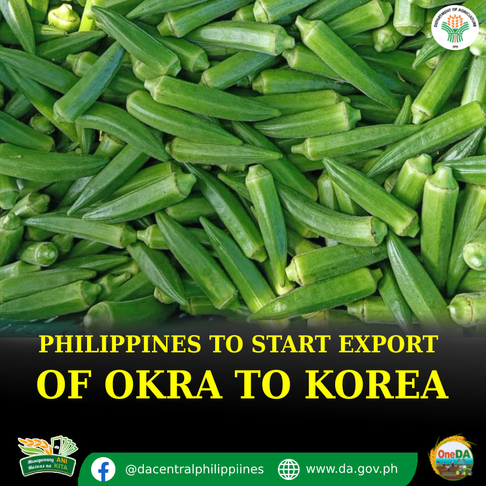William - #ExportingOkraToKorea || Okra or lady’s fingers will soon hit ...