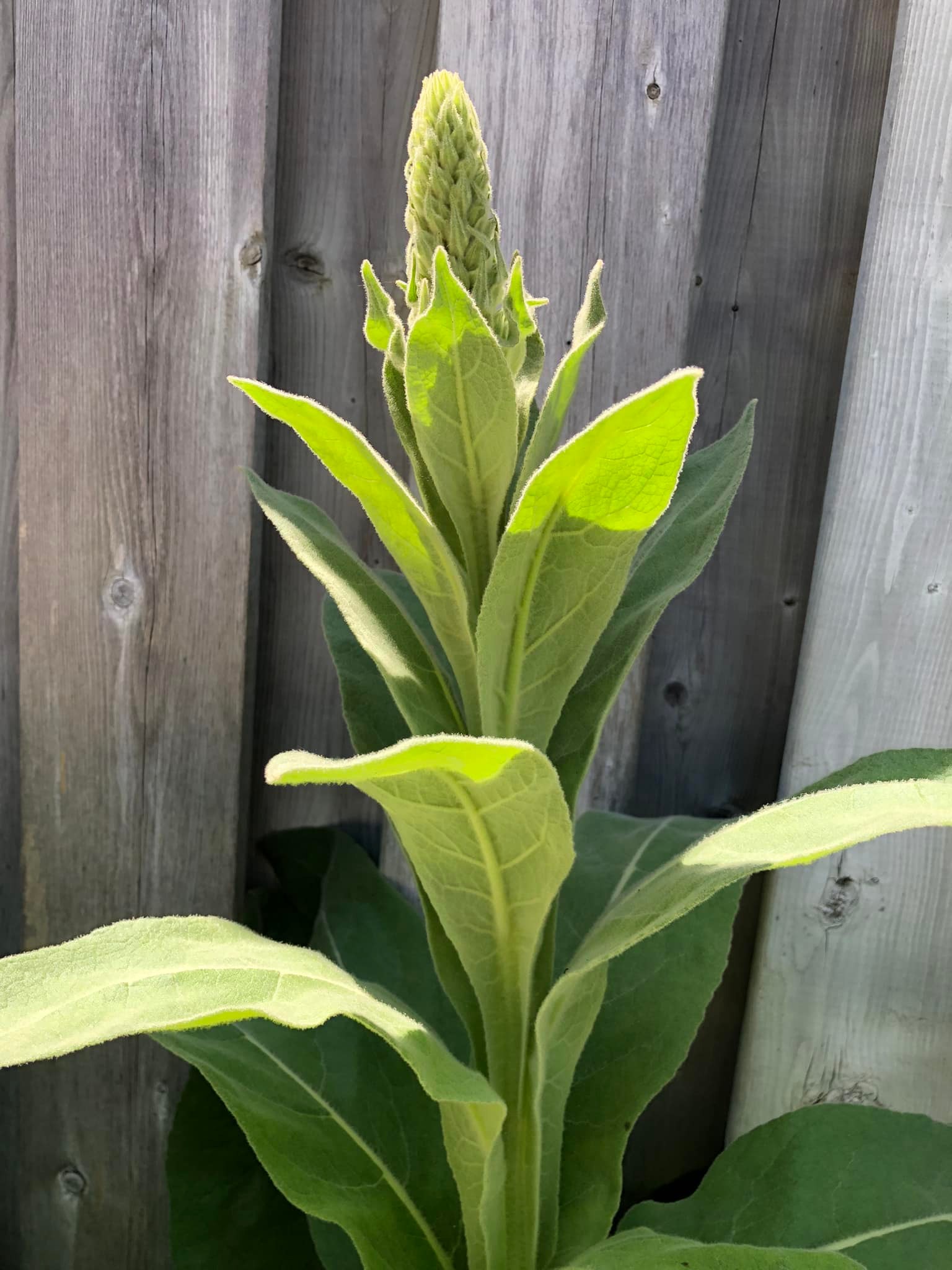 What is this fuzzy plant growing in my garden? TIA