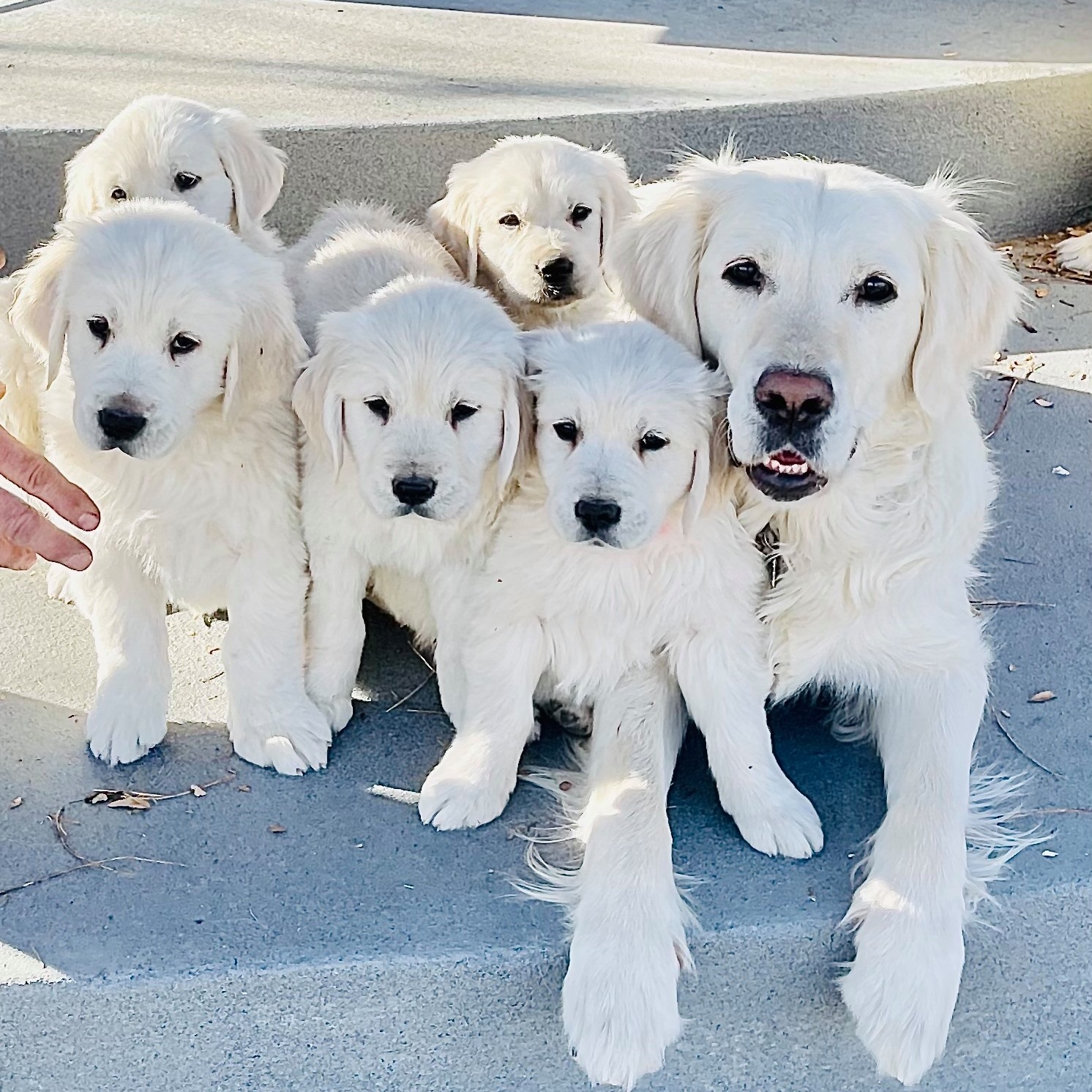 english-golden-english-golden-retriever-puppies