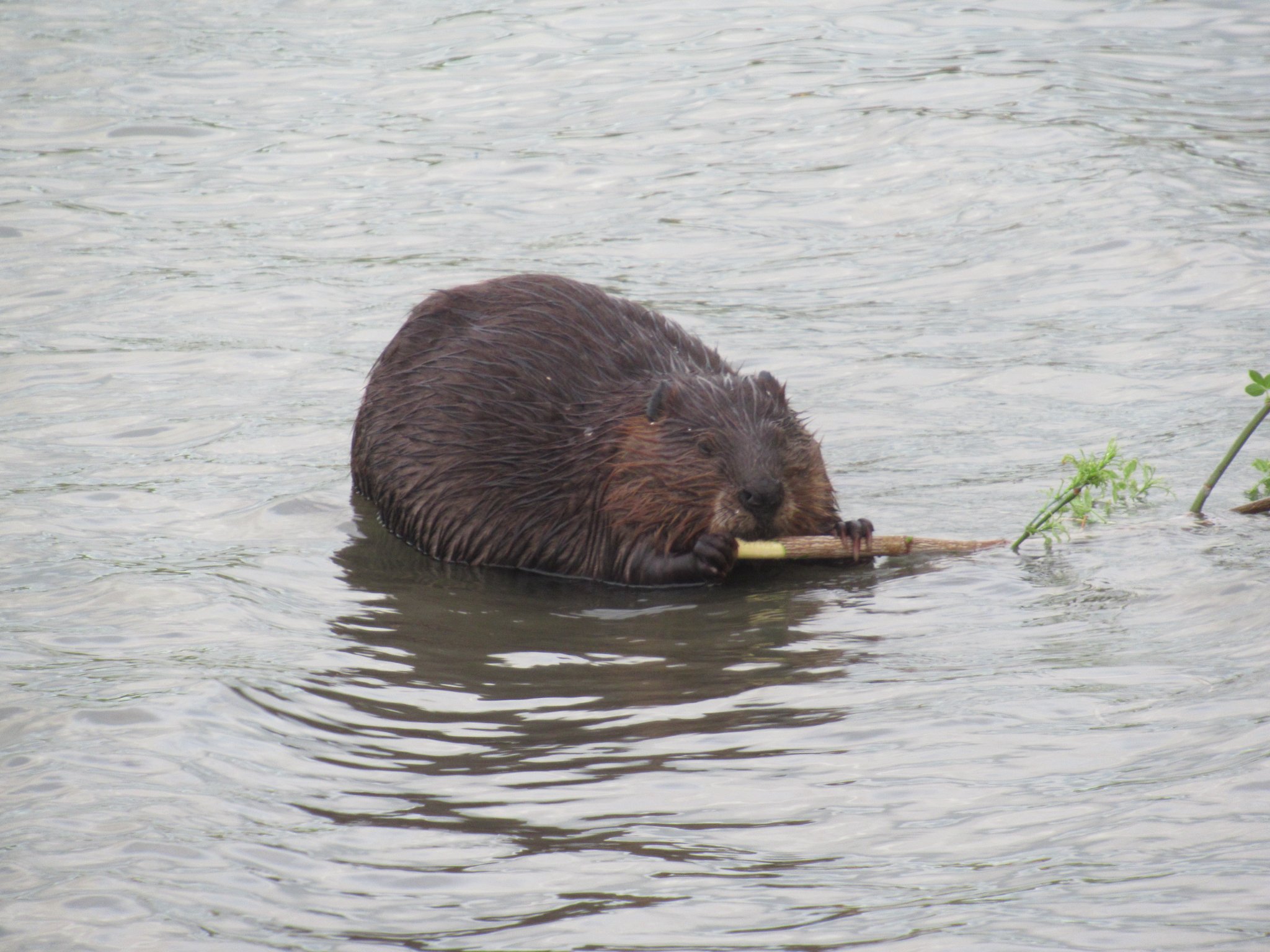 A gallery of photos... - Mike’s photos and videos of beavers