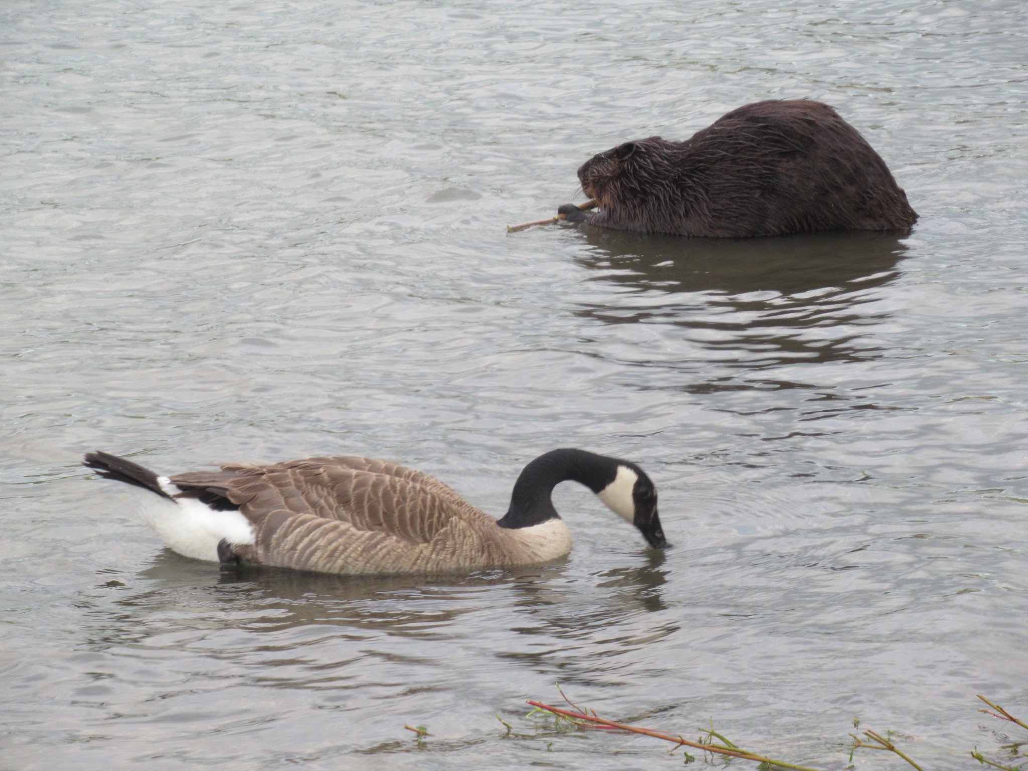 A gallery of photos... - Mike’s photos and videos of beavers