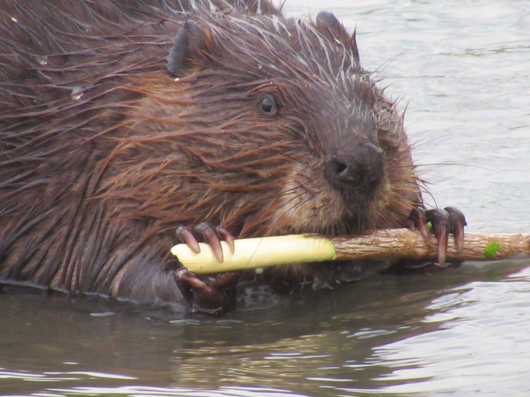 A gallery of photos... - Mike’s photos and videos of beavers