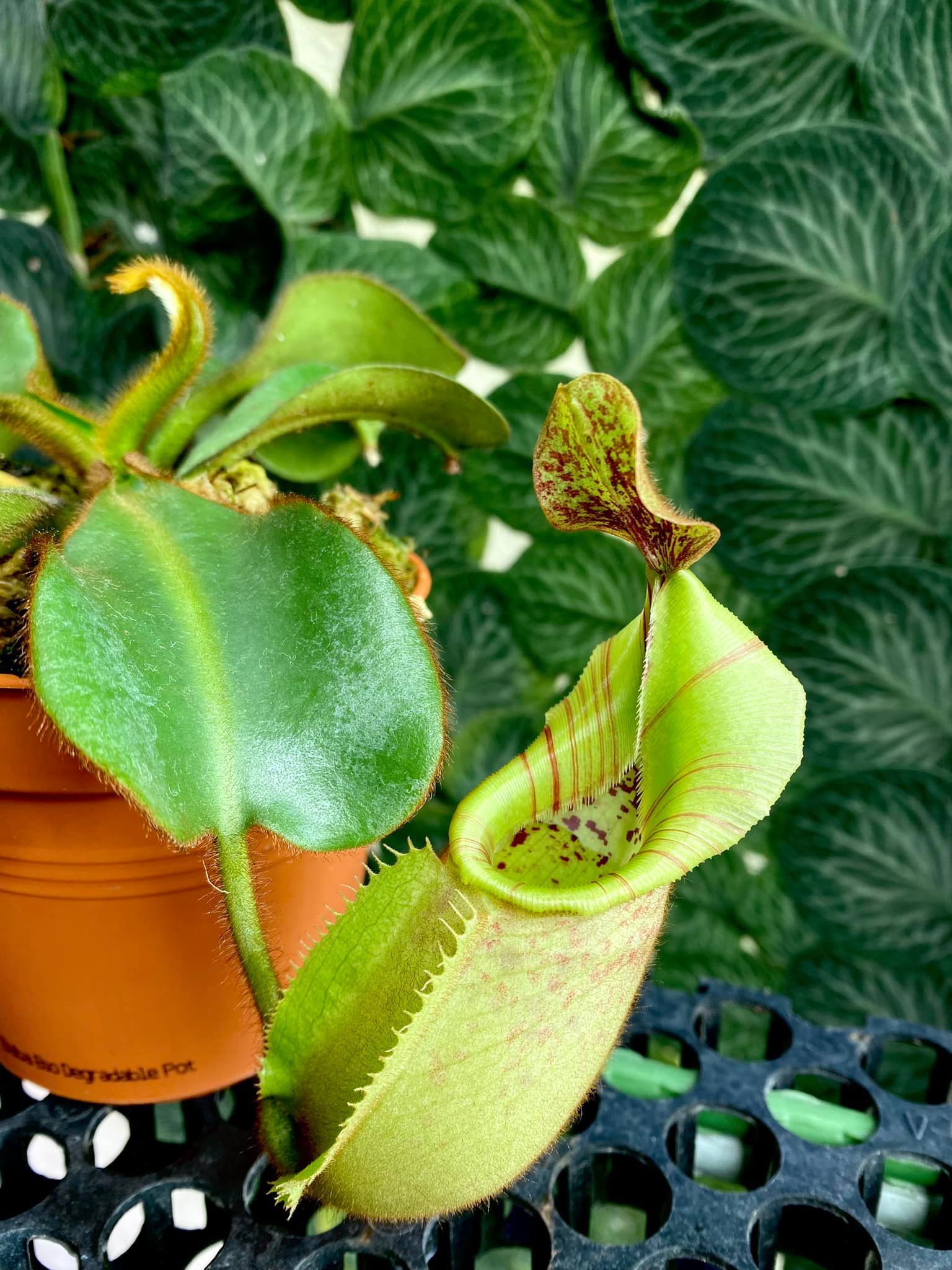 Nepenthes Valiant Mirror (N. veitchii x mira) growing in very nicely!