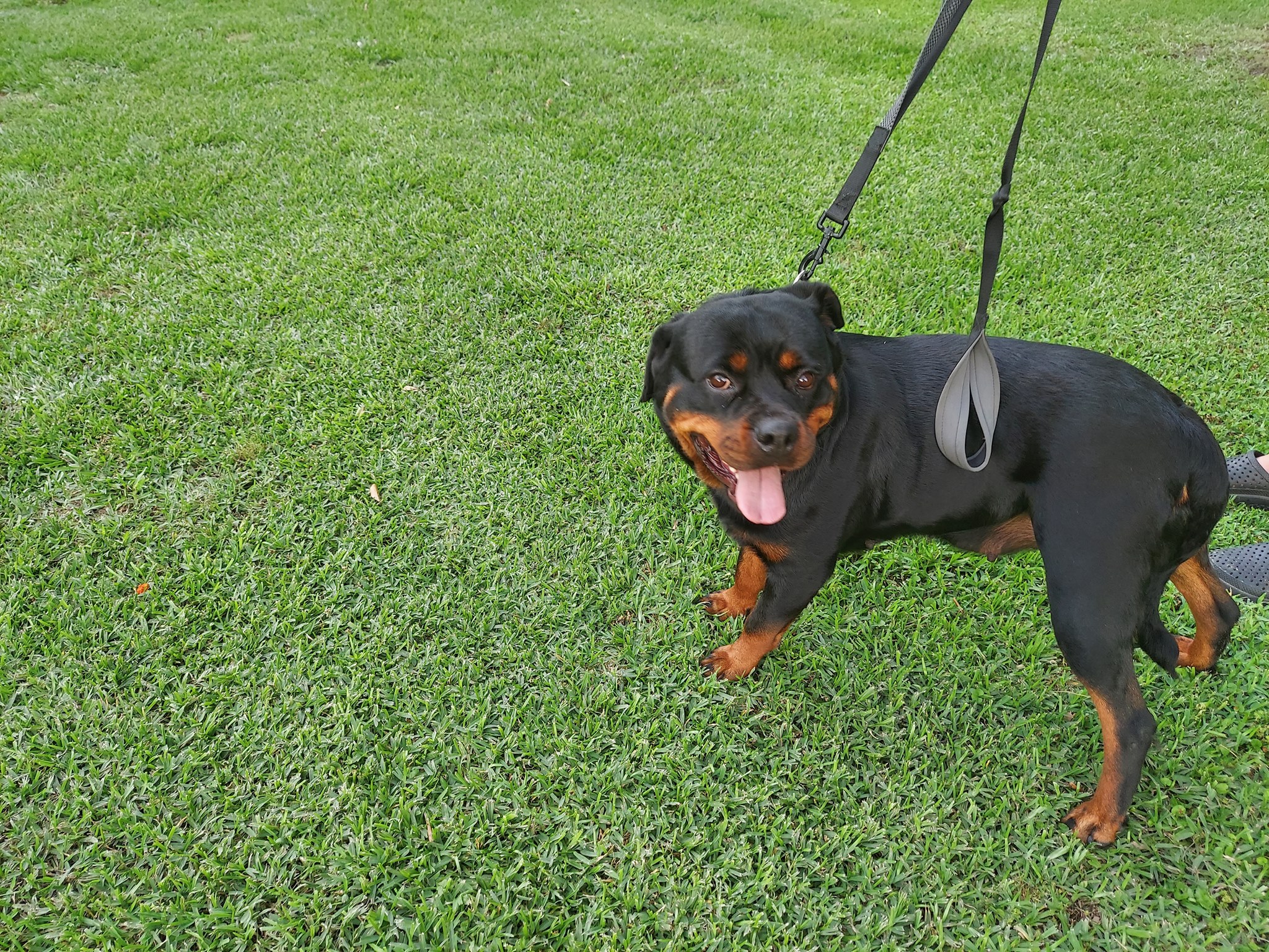 Swartz Rottweiler Ranch