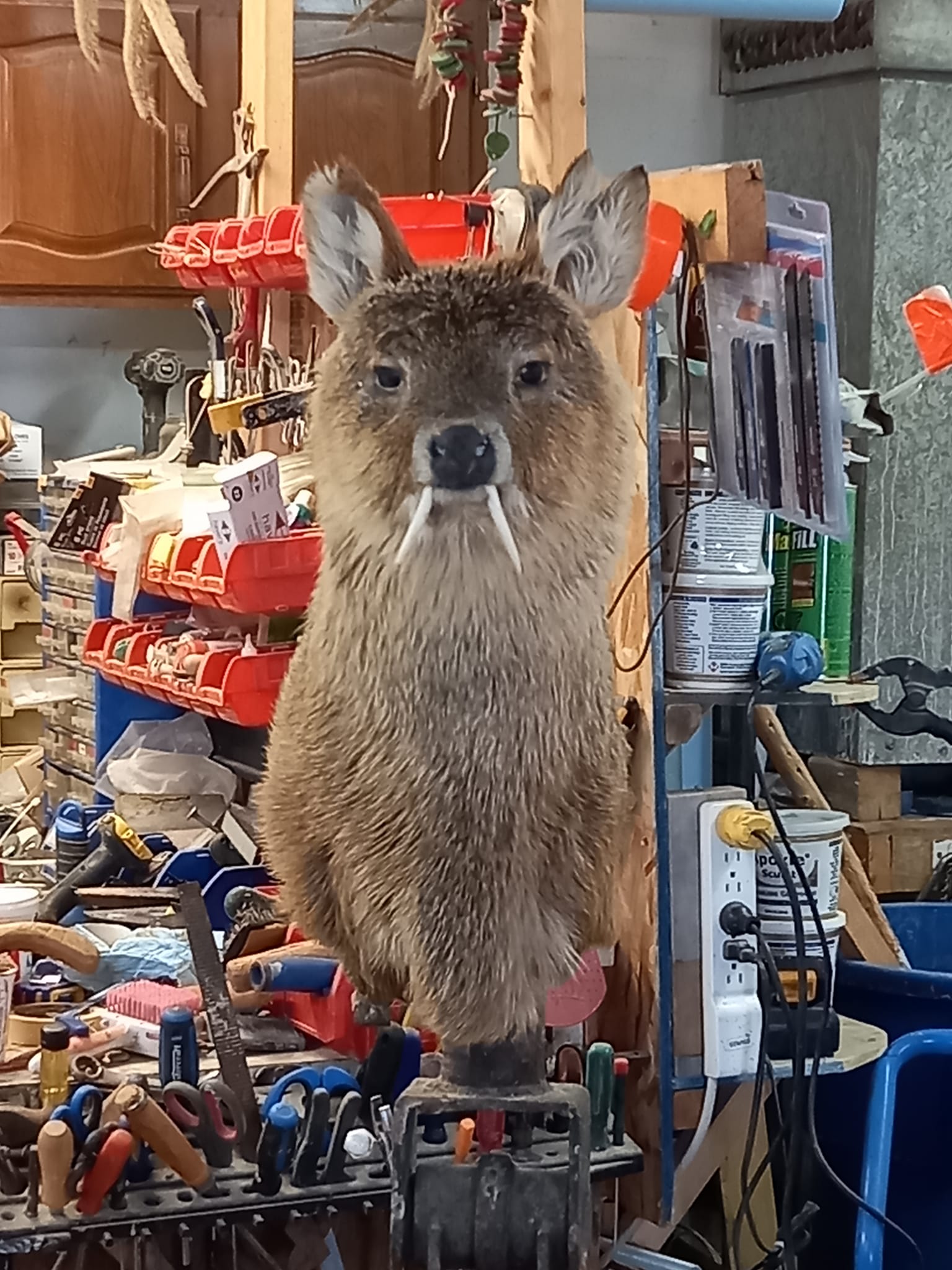 No not a joke or novelty mount.... - Silver Willow Taxidermy