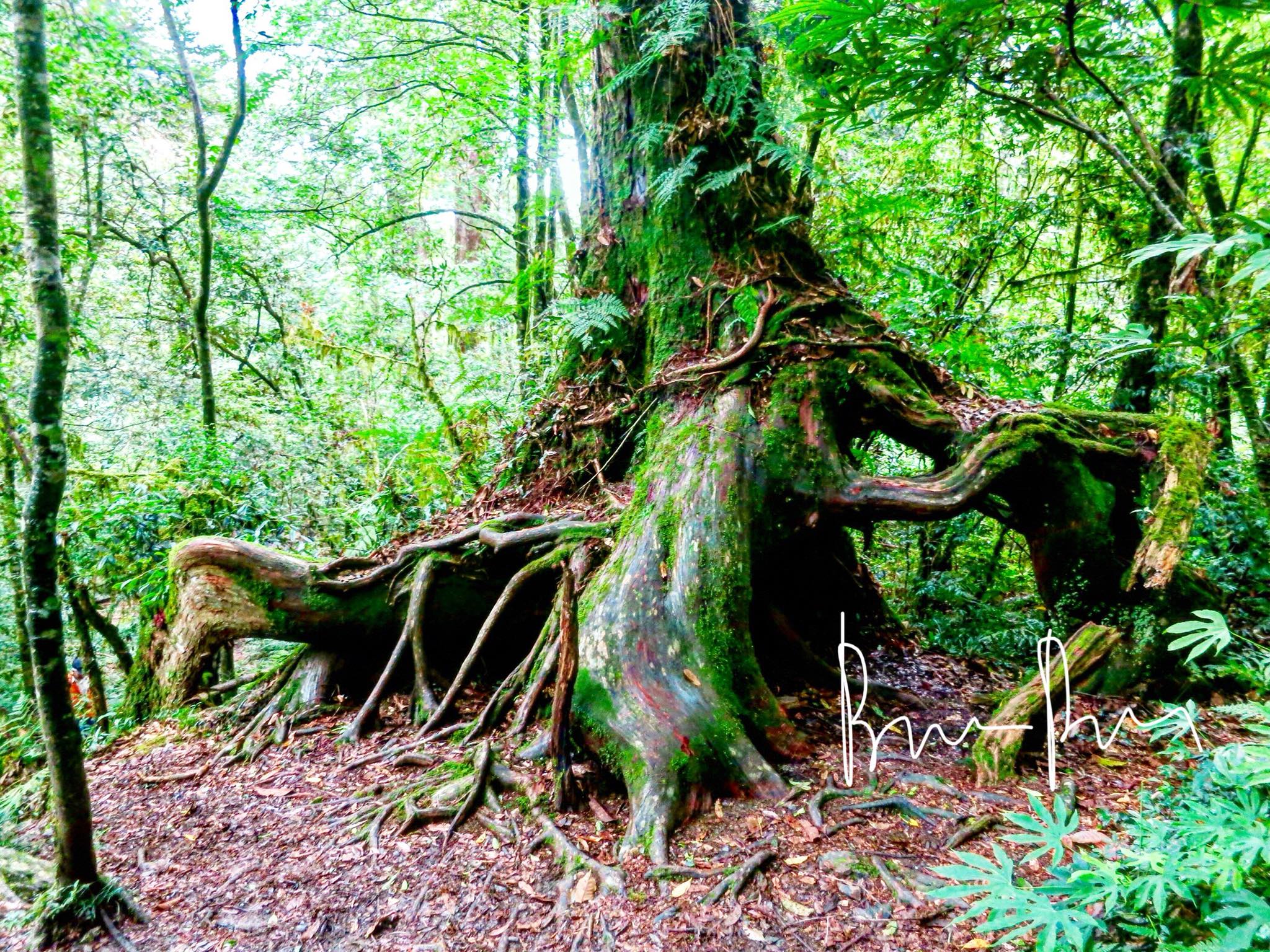 樹的案內人/木の案内人 - 樹。走過。 在生物學家們的追根究底之下，大概可以簡易地描繪出樹的發展歷程。... | Facebook