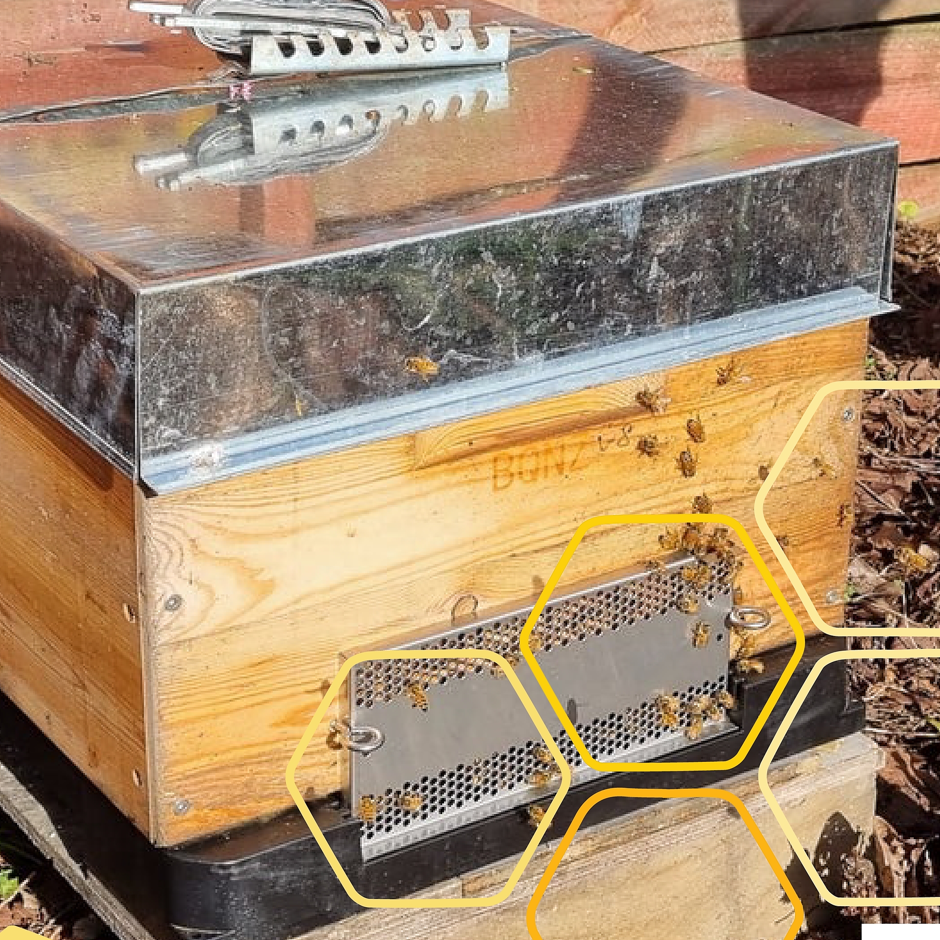 Beequip NZ For Innovative Bee Products - Keep wasps and robber bees ...