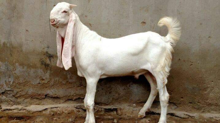 Labi Goat Farm