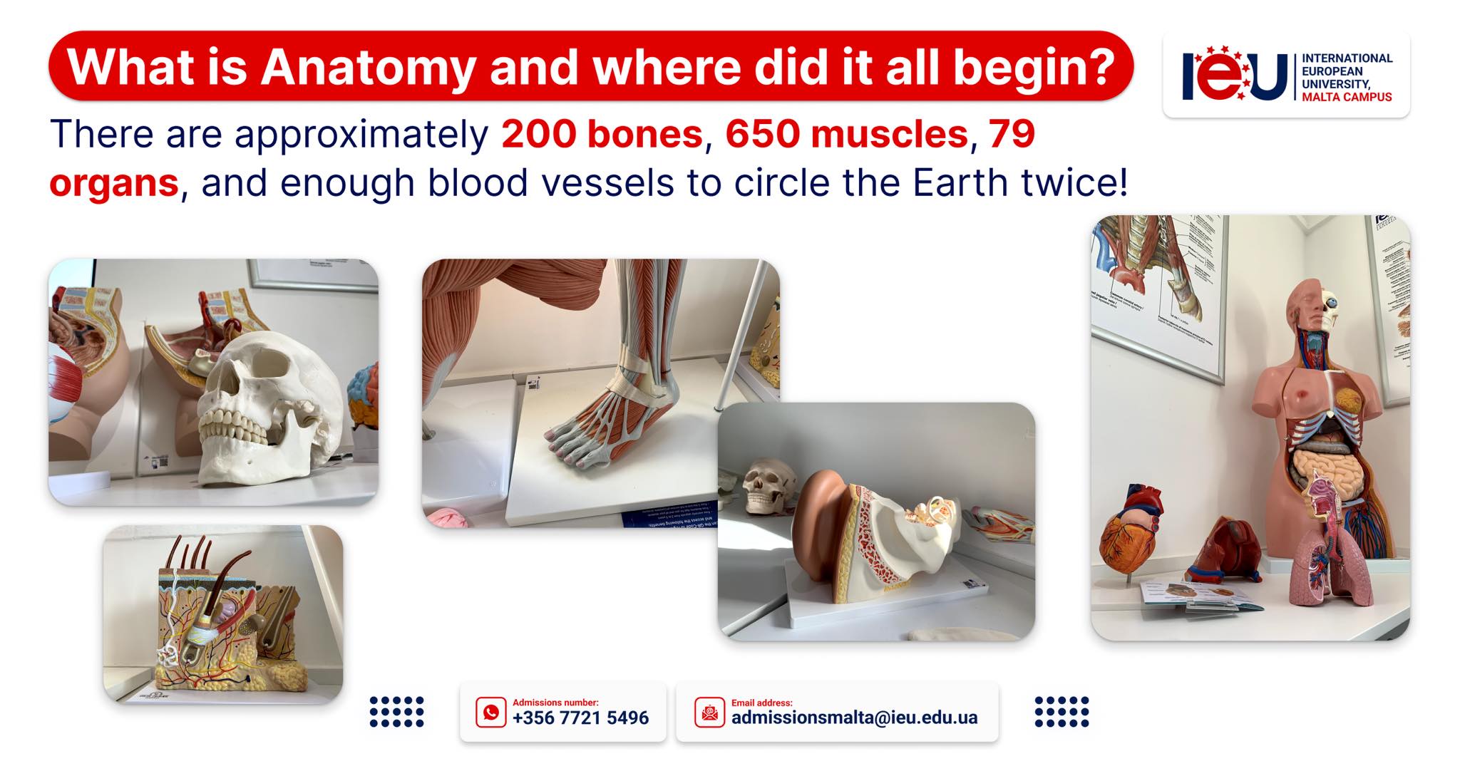 International - What is anatomy and where did it all begin? 🫀🫁🧠 The ...