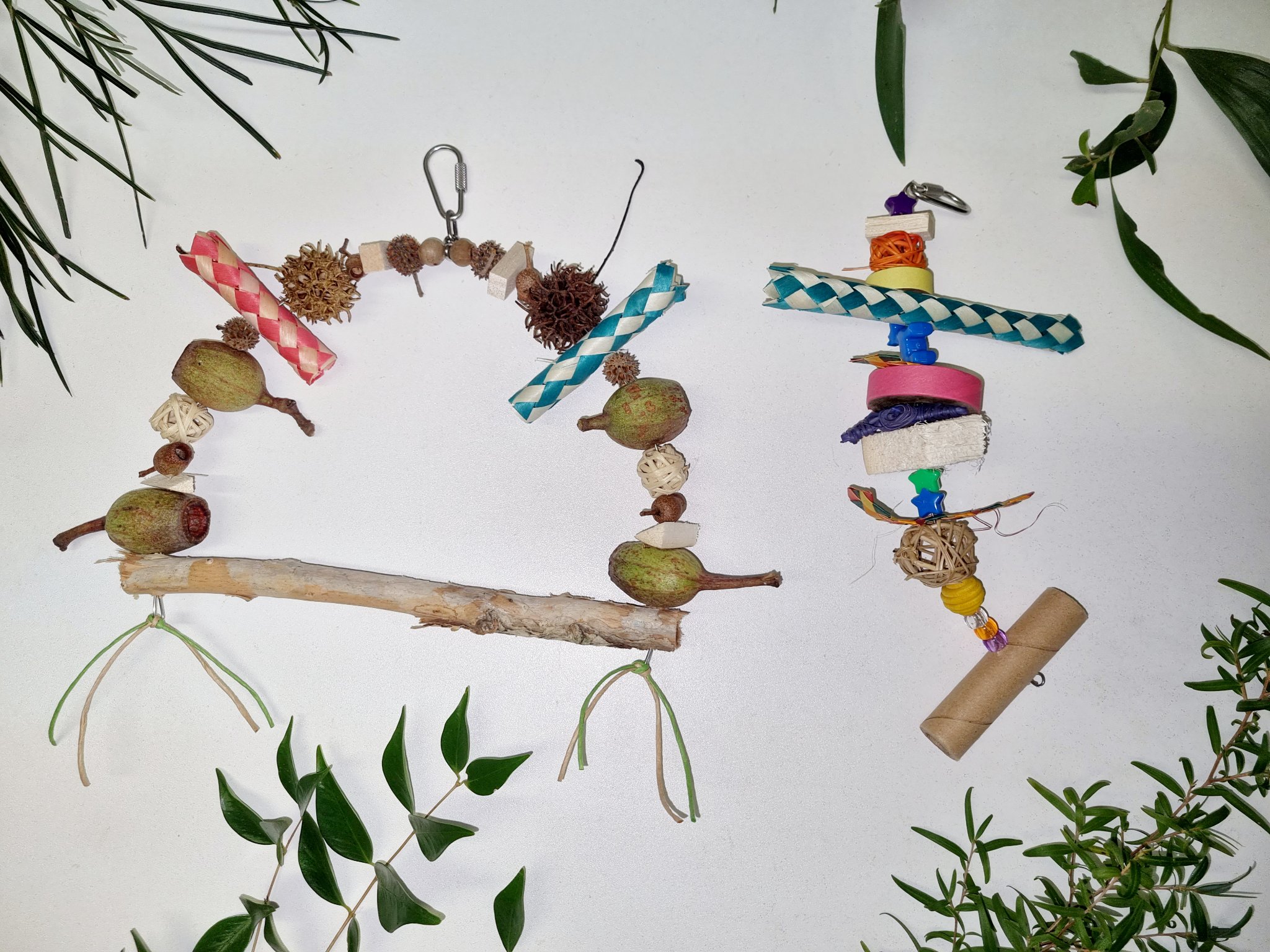 A sneak peak of the recent... - Animal Enrichment Australia | Facebook