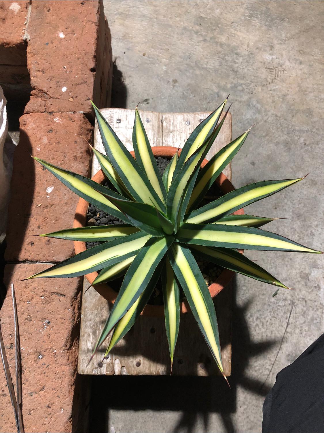 Agave 'Burnt Burgundy' variegated