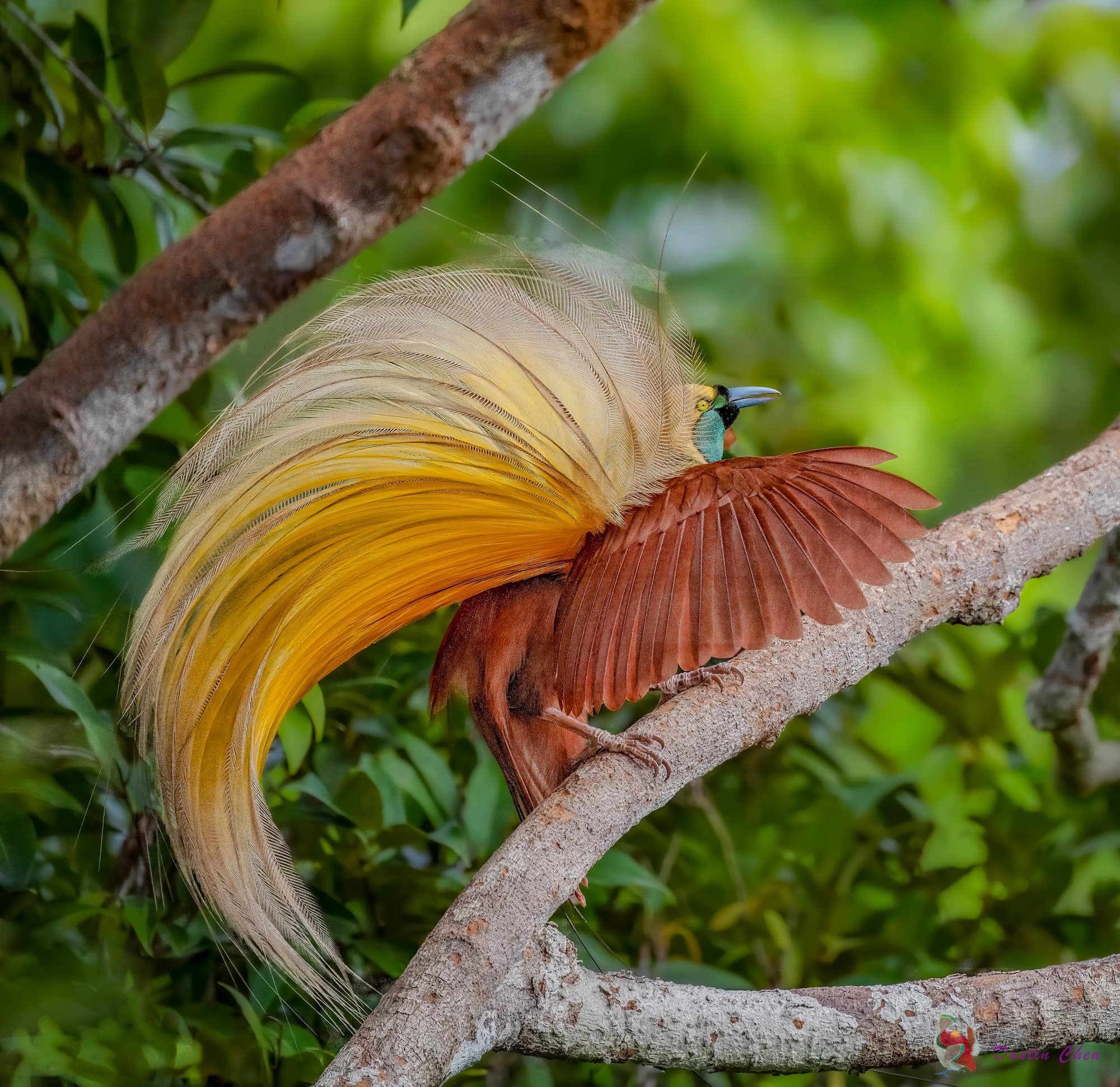 Dustin Chen - Indonesia is home to many bird of paradise...