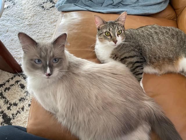 🐾 Alumni Update: Val and Chloe (fka... - Chicago Cat Rescue
