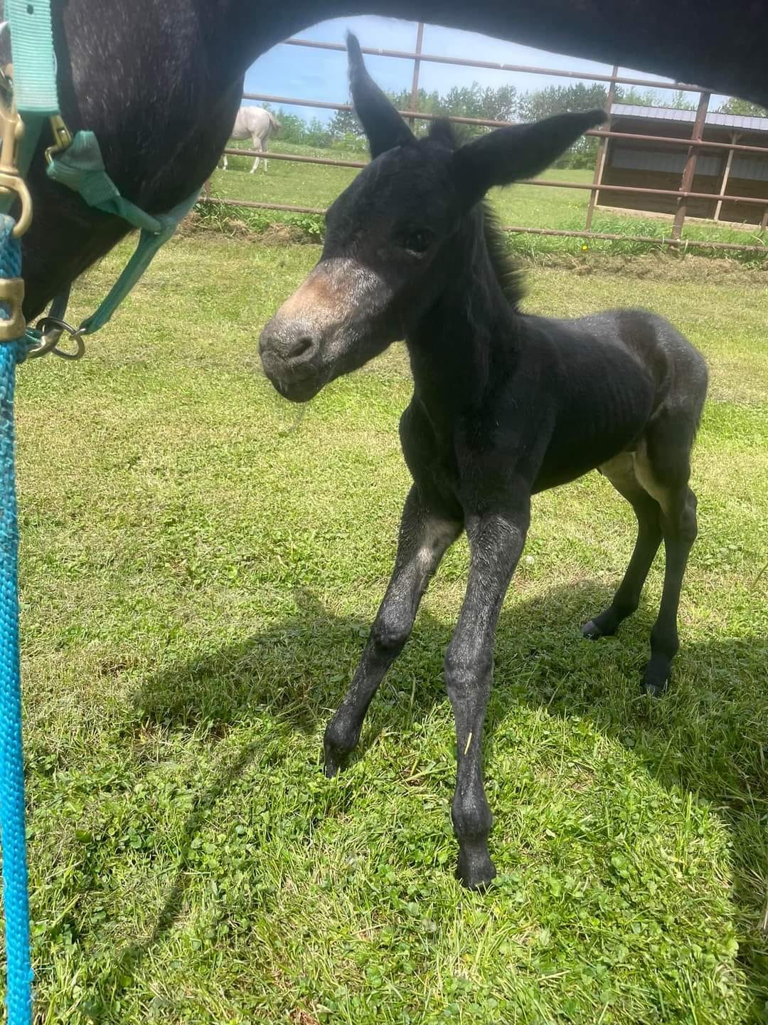 Congratulations to the Bartle... - Revolution Ranch LLC | Facebook