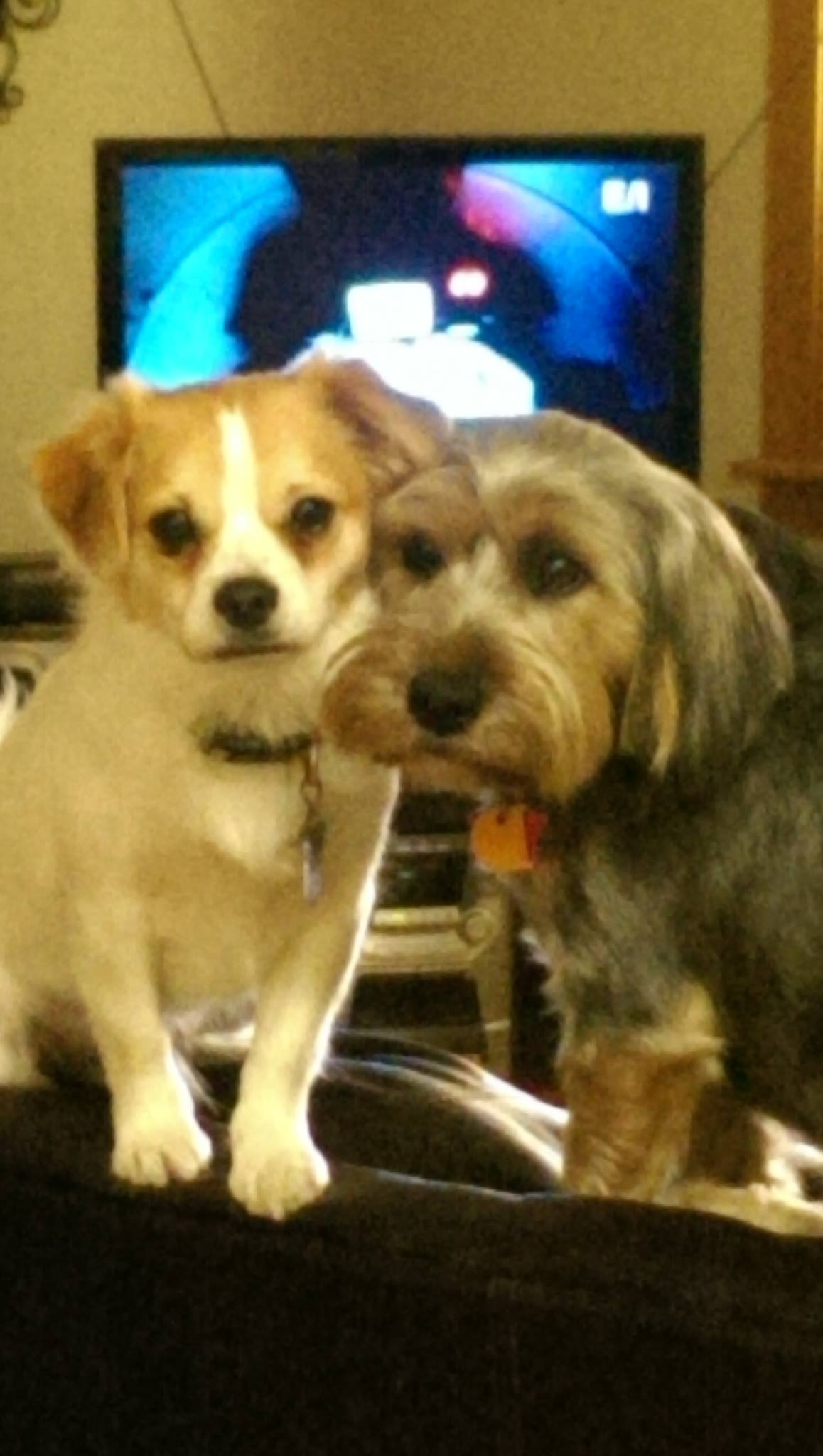 Happy Tails Inn & Spa added a new... - Happy Tails Inn & Spa