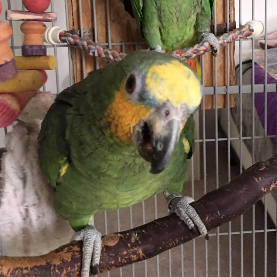 Curated visual reference: Picture Idea: Birds Of A Feather Aviary Birds Of A Feather Aviary
