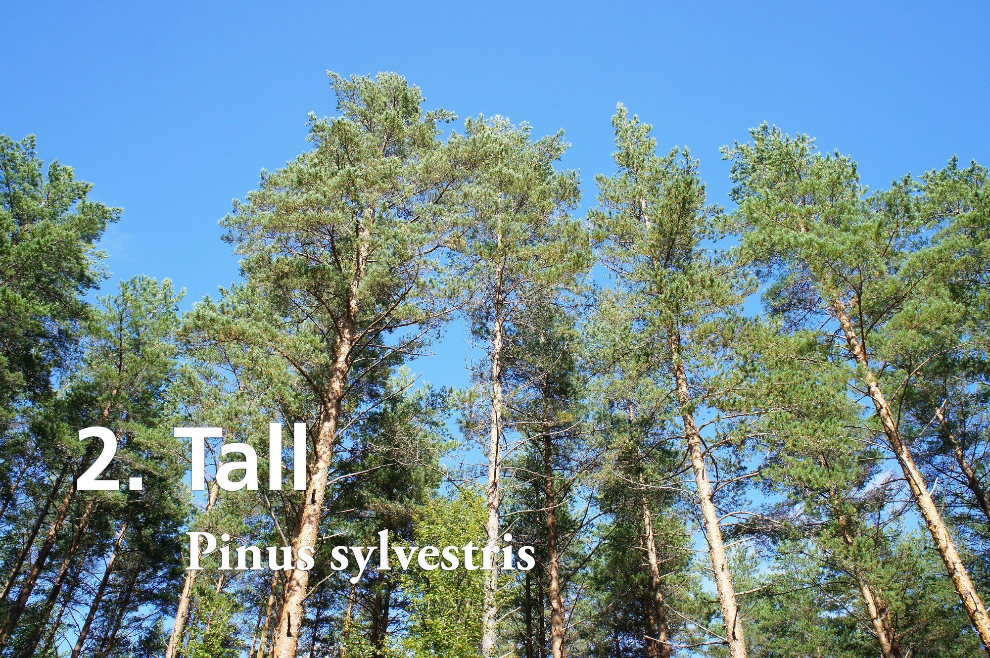 Lunds universitet - Tall (Pinus sylvestris). I Sydafrika har olika ...