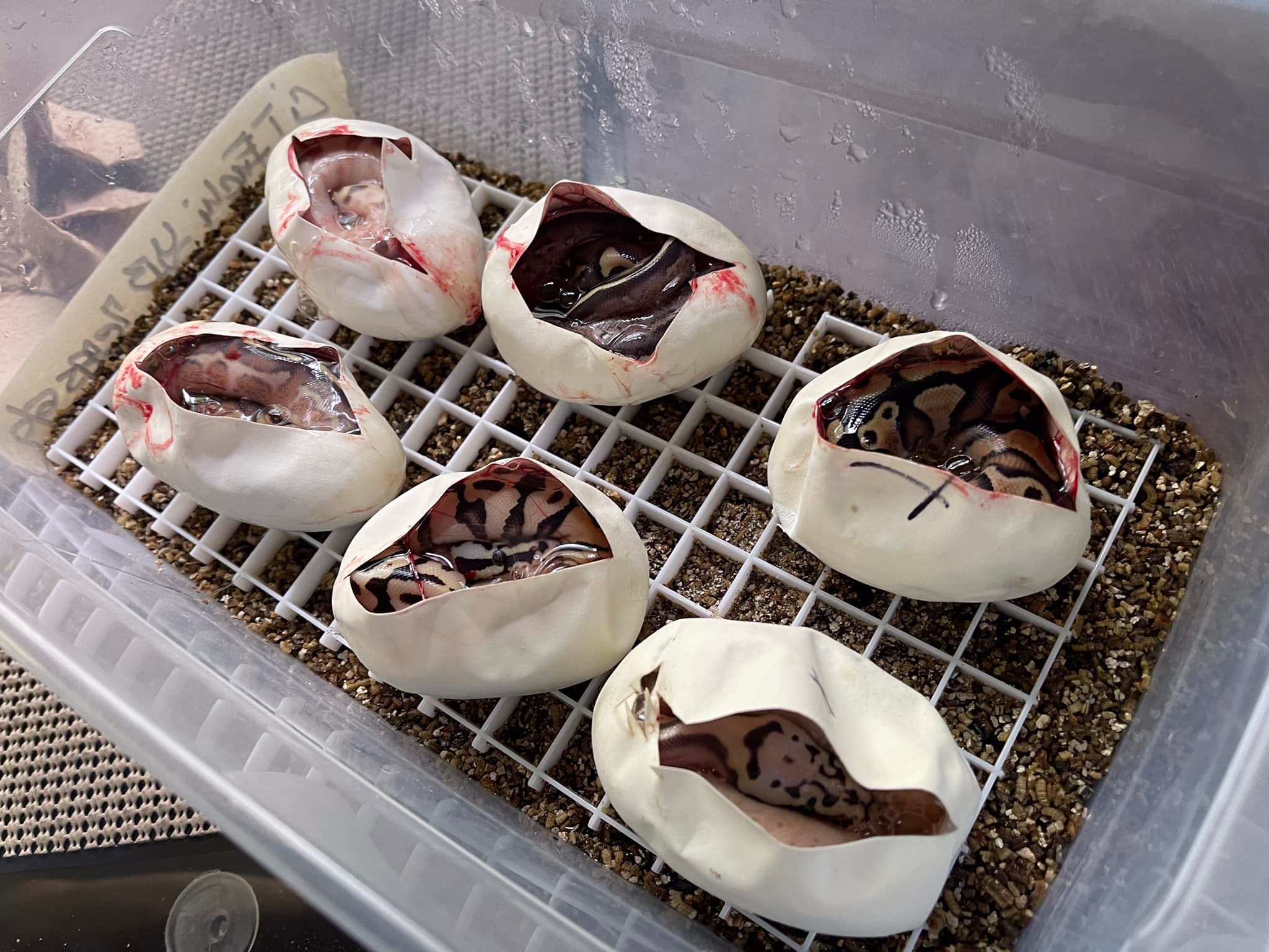 Belgrade Ball Pythons | Smithfield ME