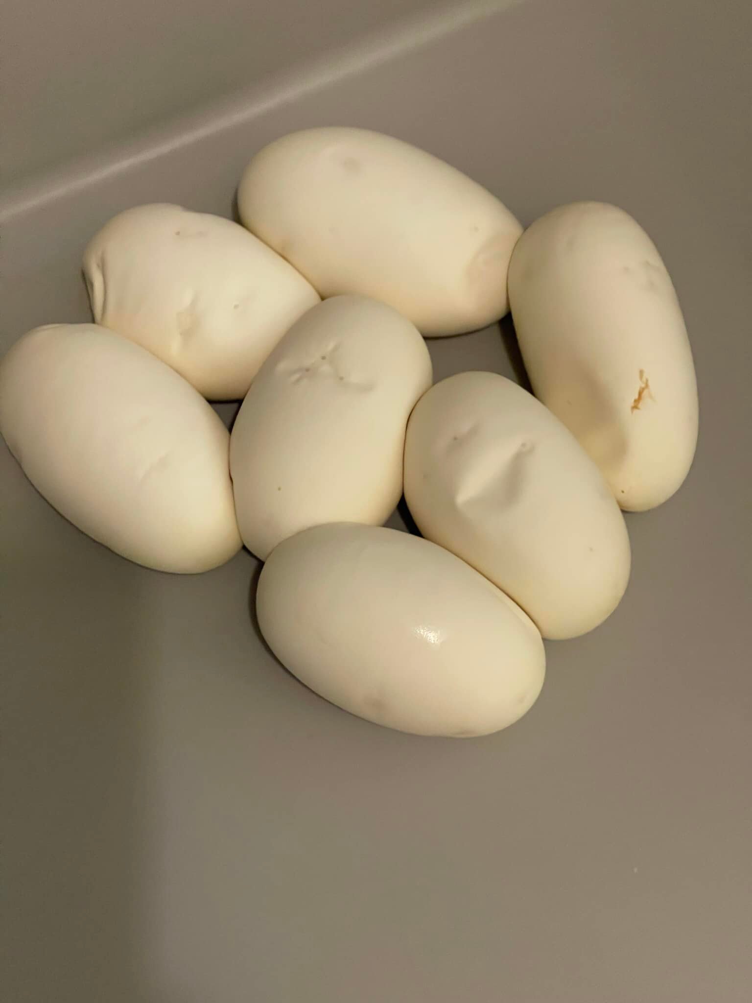 Belgrade Ball Pythons | Smithfield ME