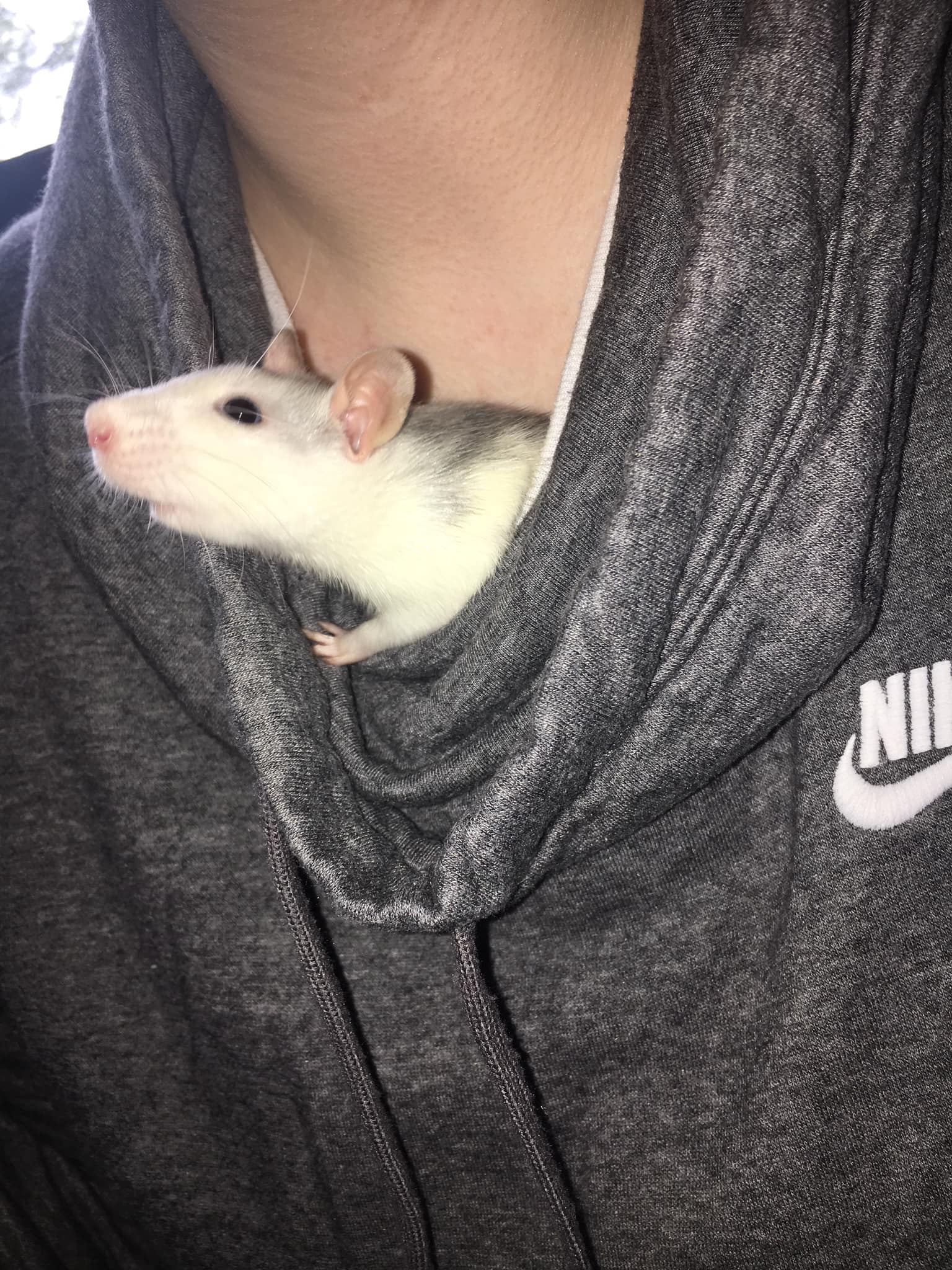 What specific outfits or clothing do rat owners wear when handling 