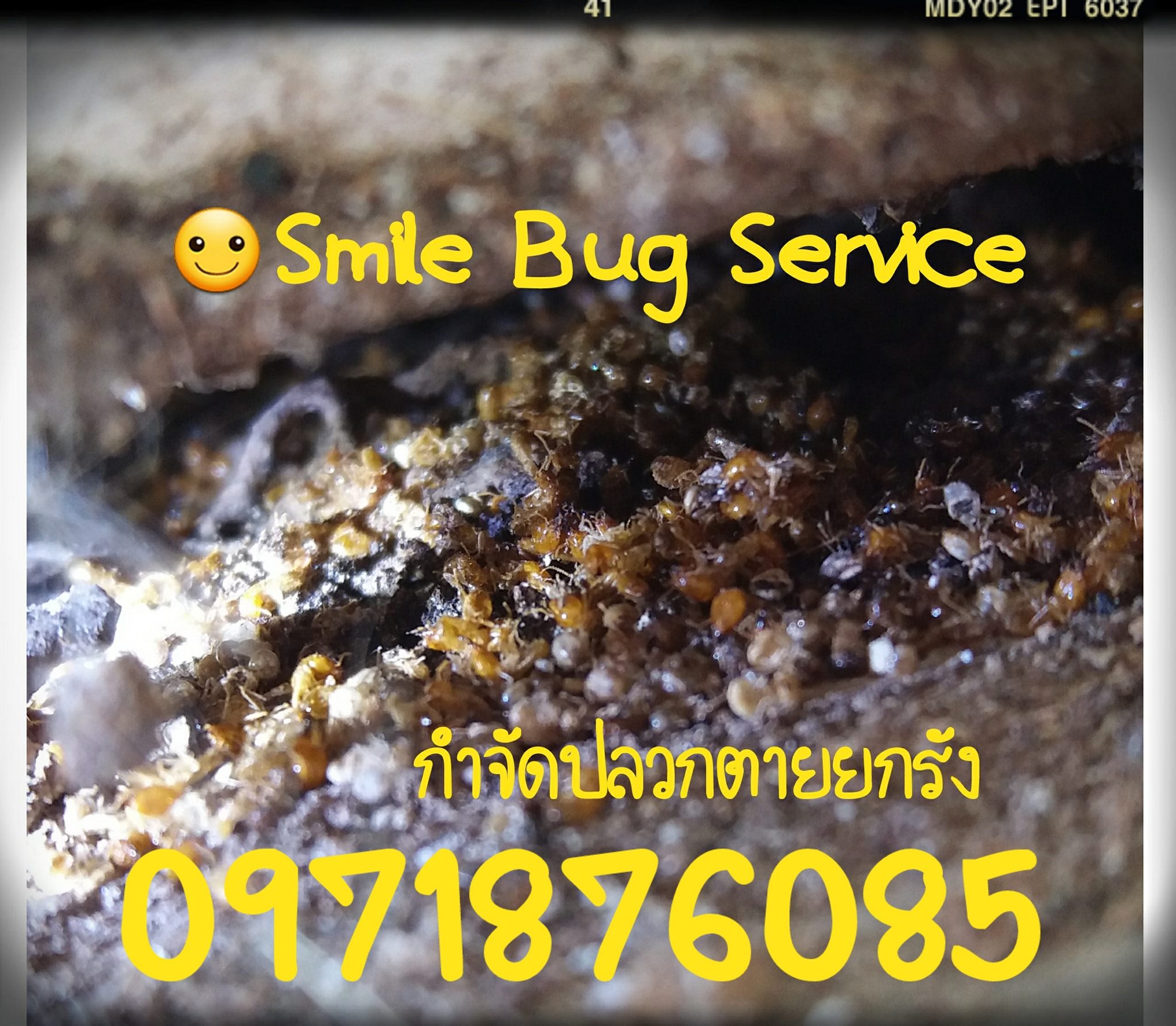 Smile Bug Service