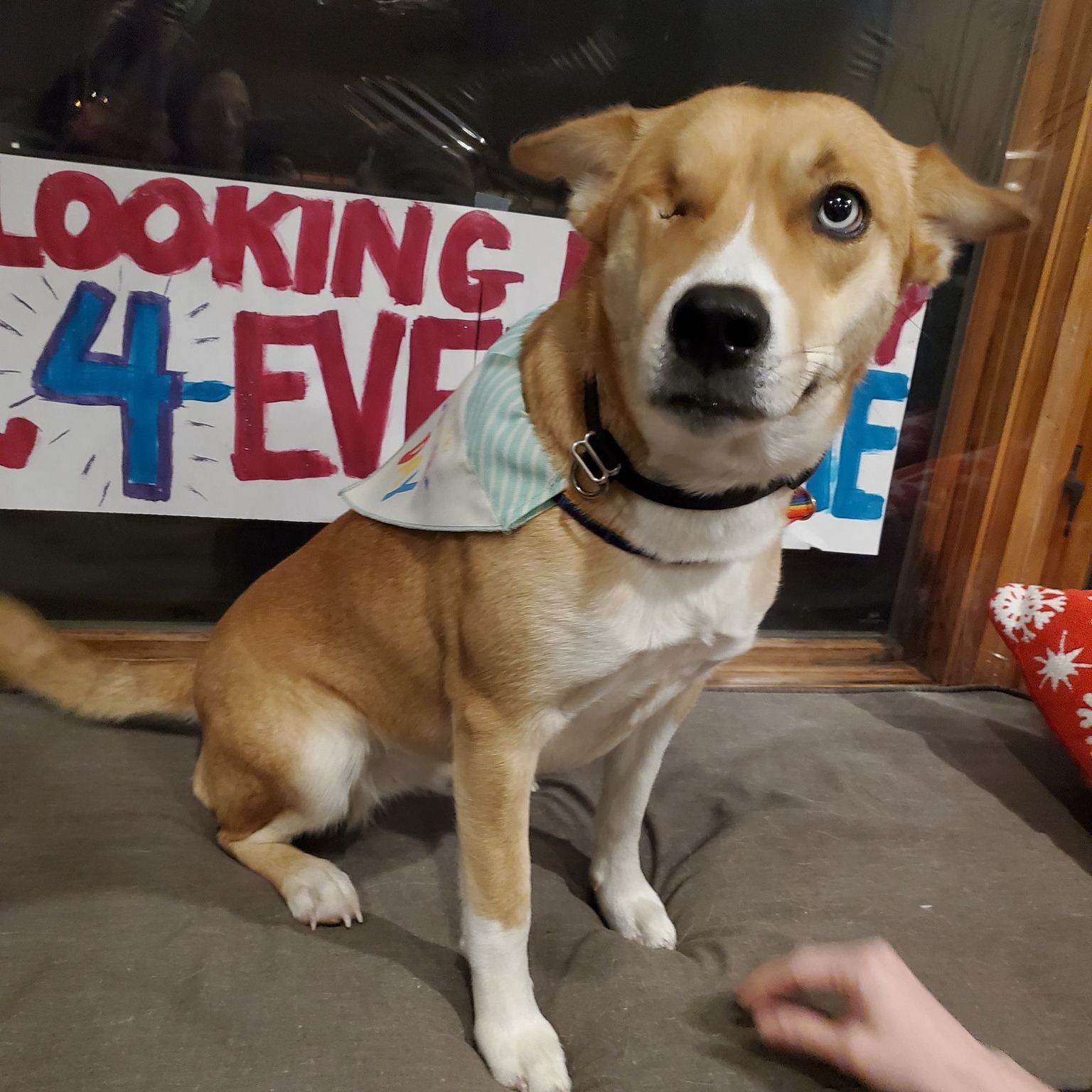 Happy 4th birthday to Karen! 🥳 Her... - Ruff Start Rescue