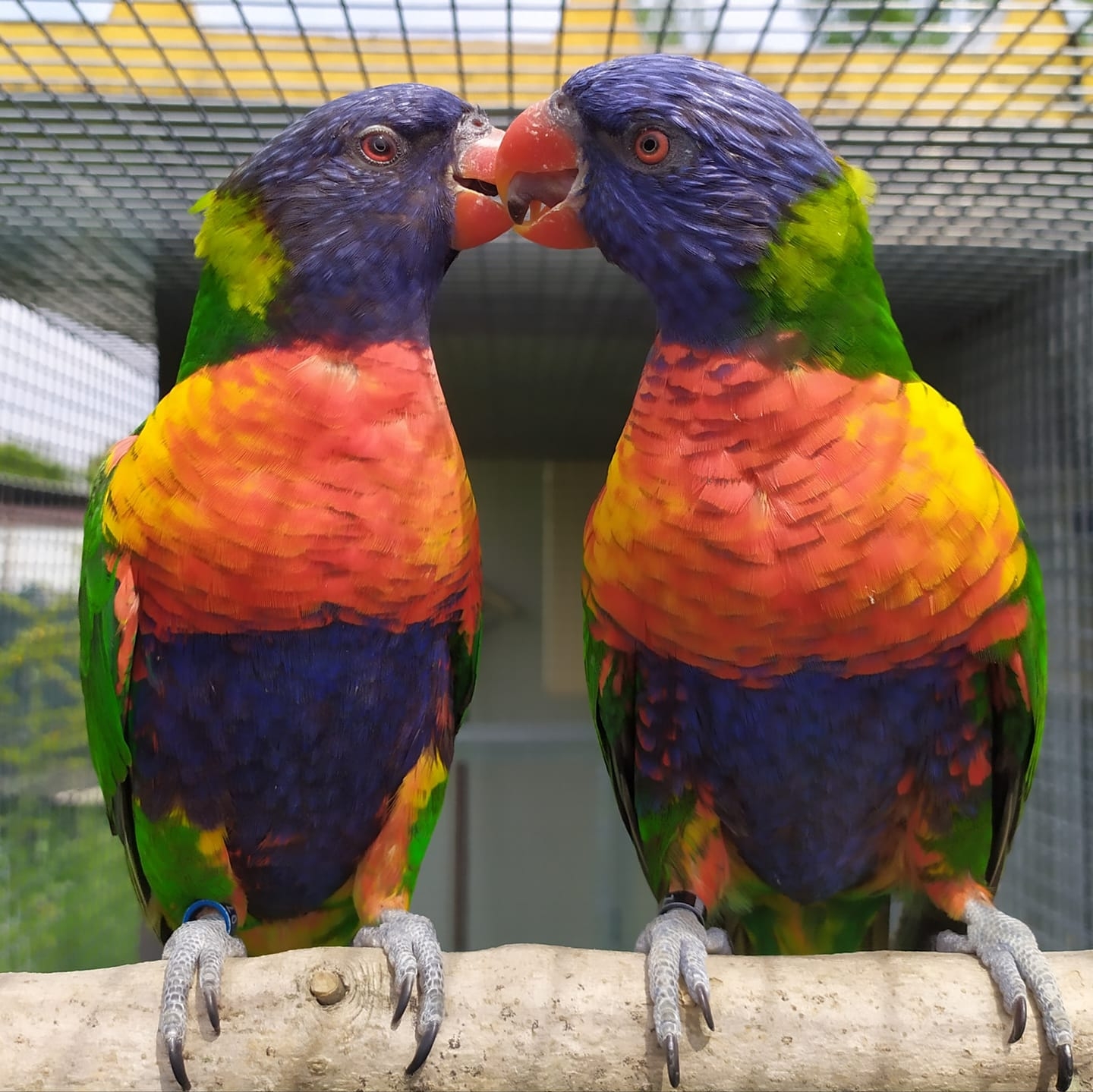 2 OSSI OSSO DI SEPPIA CALCIO BECCO OSSA 100% NATURALE PER UCCELLI VOLATILI