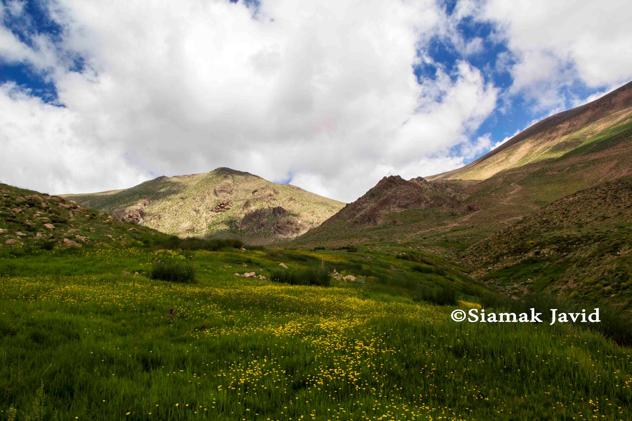 تشکل زیست محیطی همای سبز مراغه - (( گندم را برای سبزه عید هدر ندهیم ...