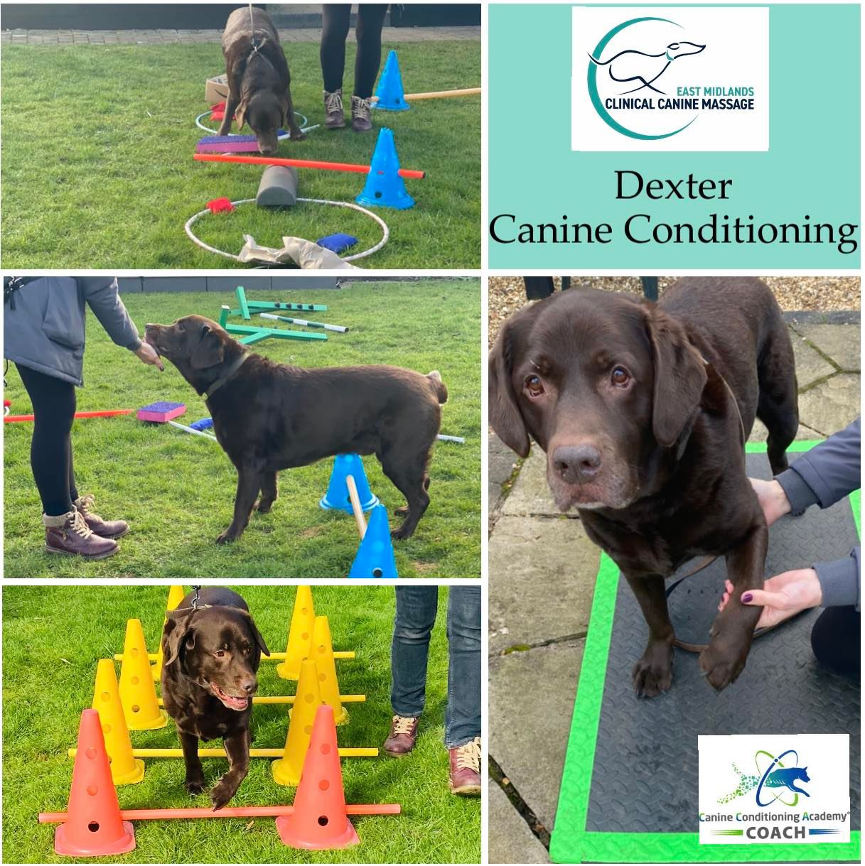 East Midlands Clinical Canine Massage & Rehab - 🌟Keeping your Dog Fit ...