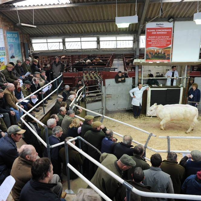 Malton Livestock Market added a... - Malton Livestock Market